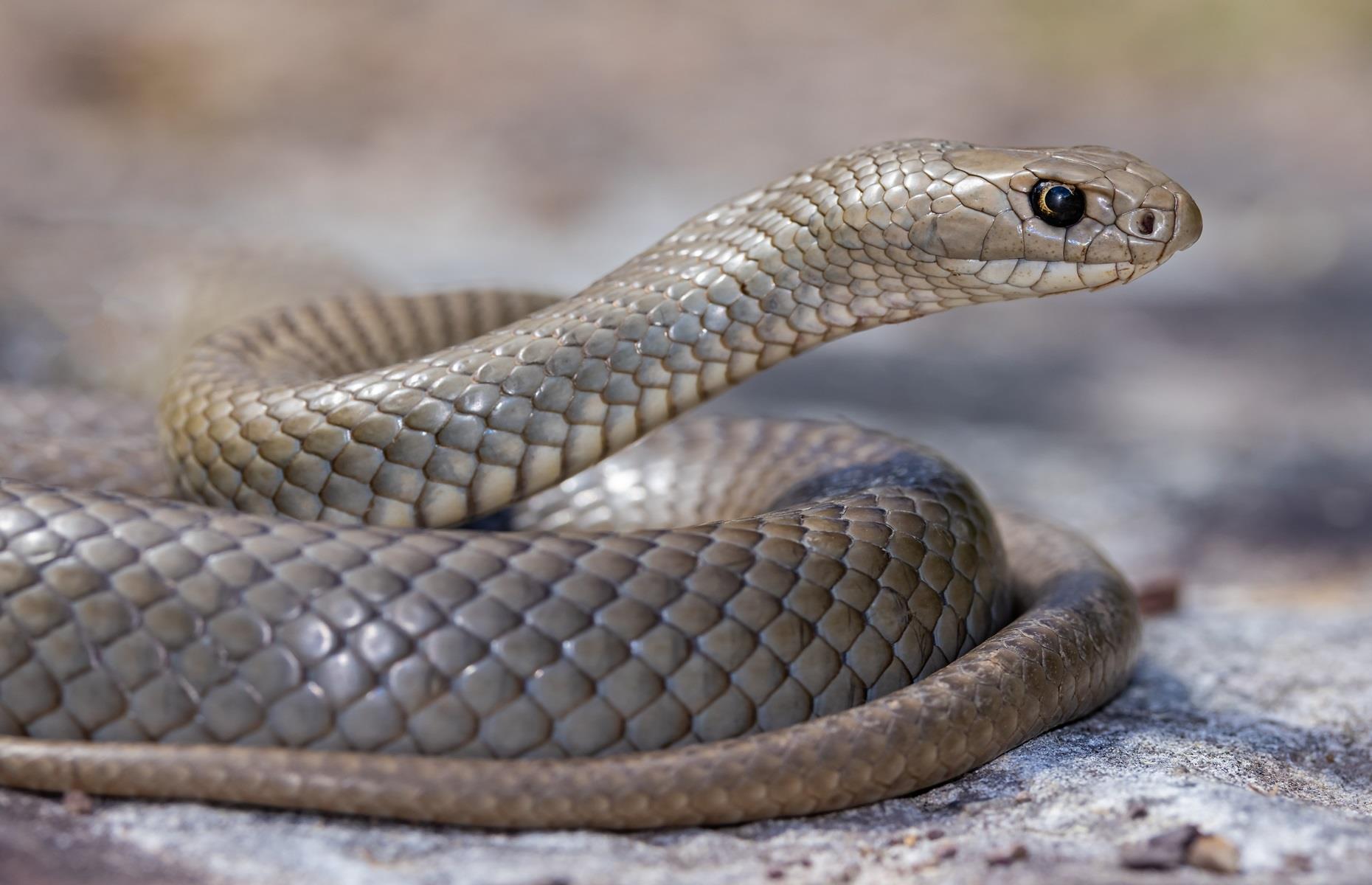 Protected species: snakes