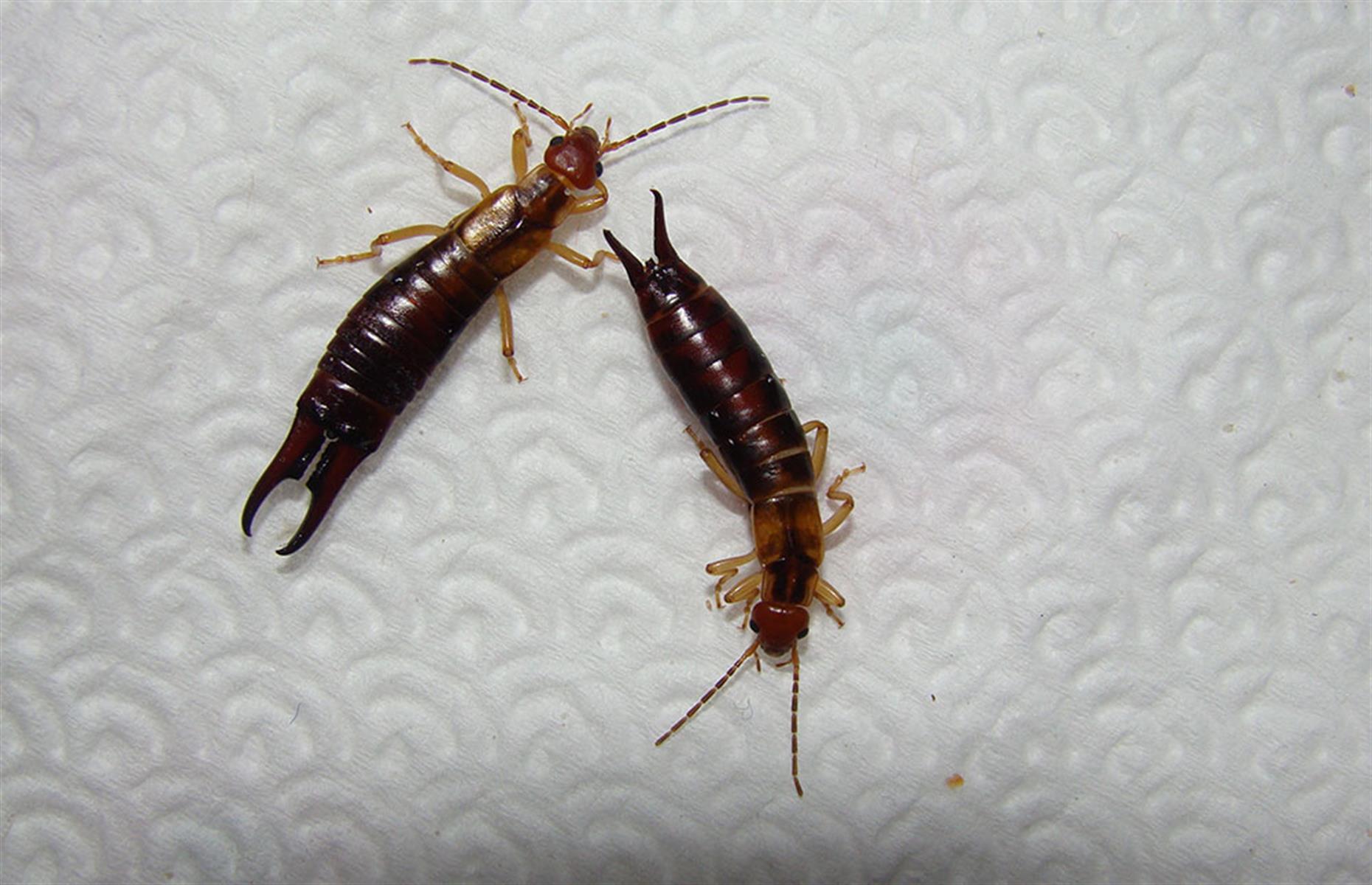 How to keep out earwigs