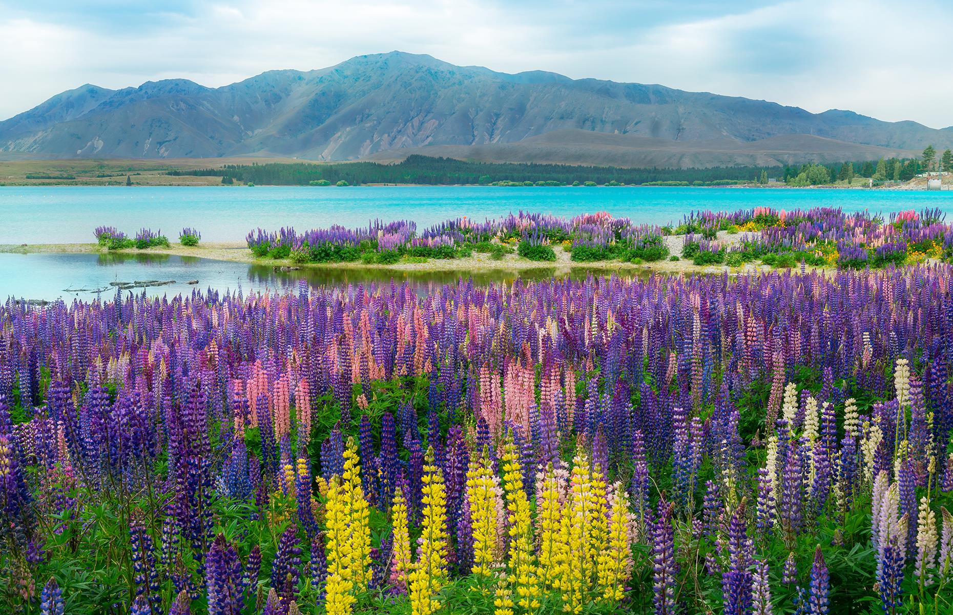 Blooming lupins, Lake Tekapo, New Zealand