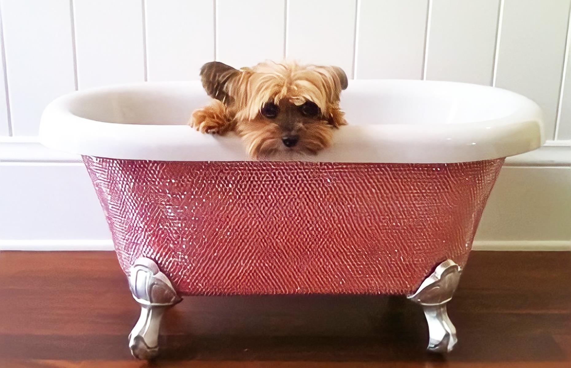 Pup wash in style