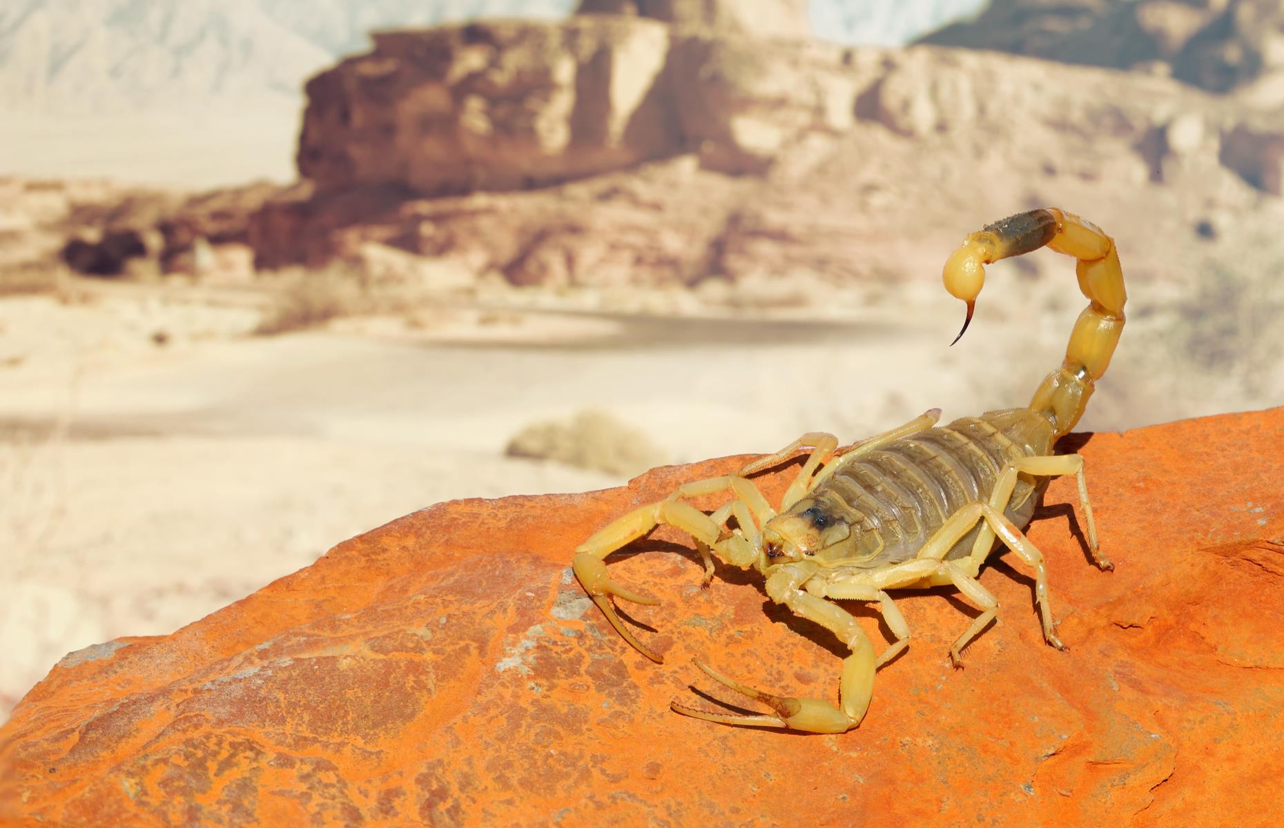 Deathstalker scorpion
