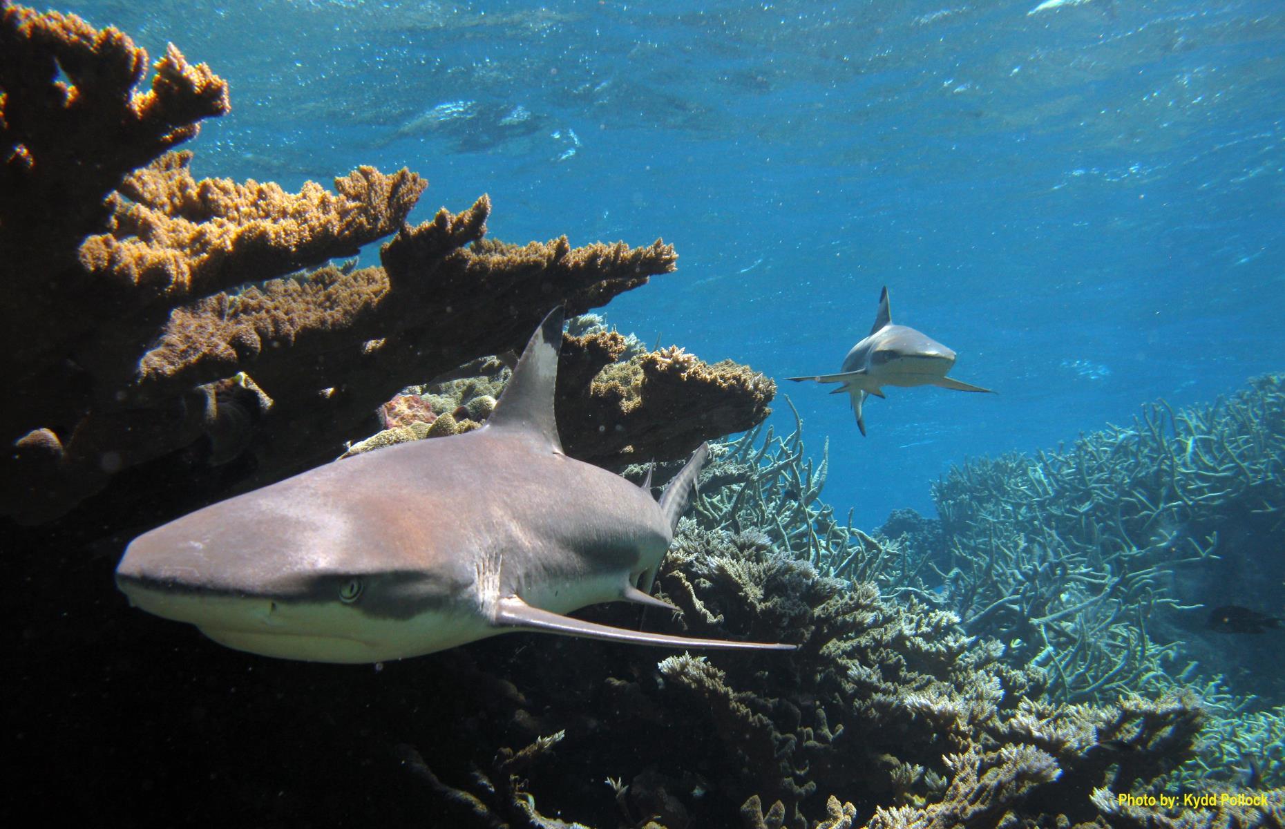 Kingman Reef