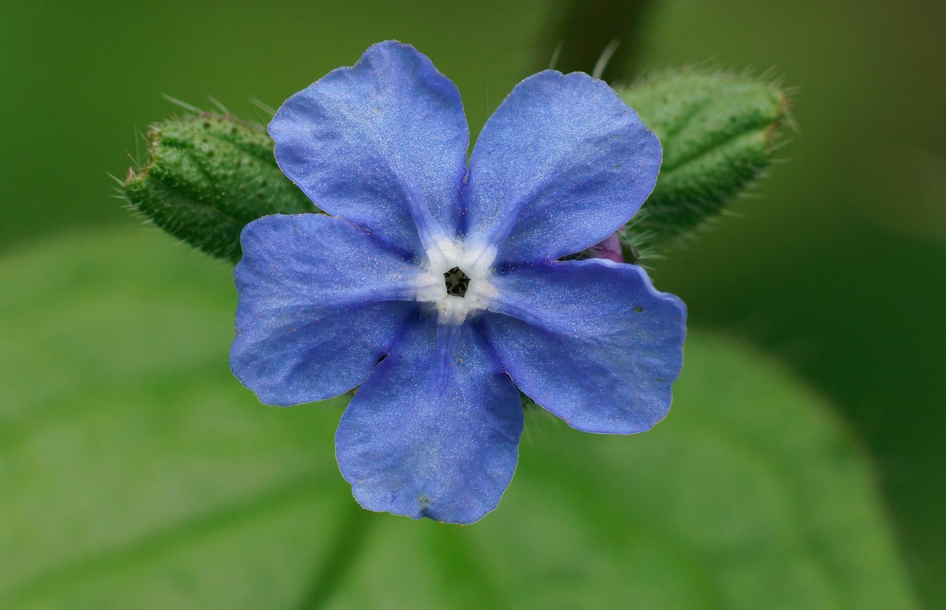 How to stop green alkanet causing harm