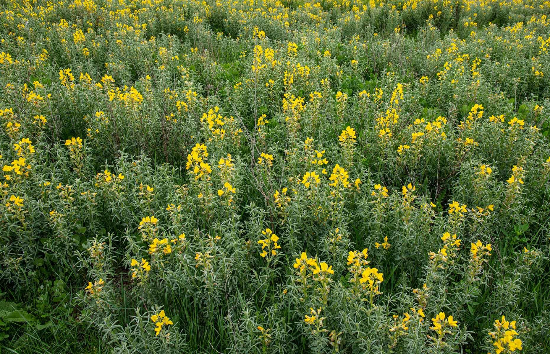 False lupin: what can go wrong 