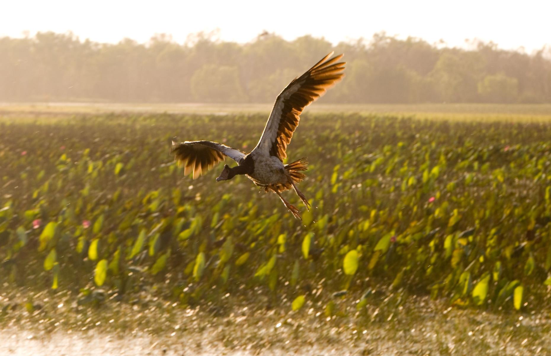 10. Watch (and hear) the dawn chorus, Kakadu, Northern Territory