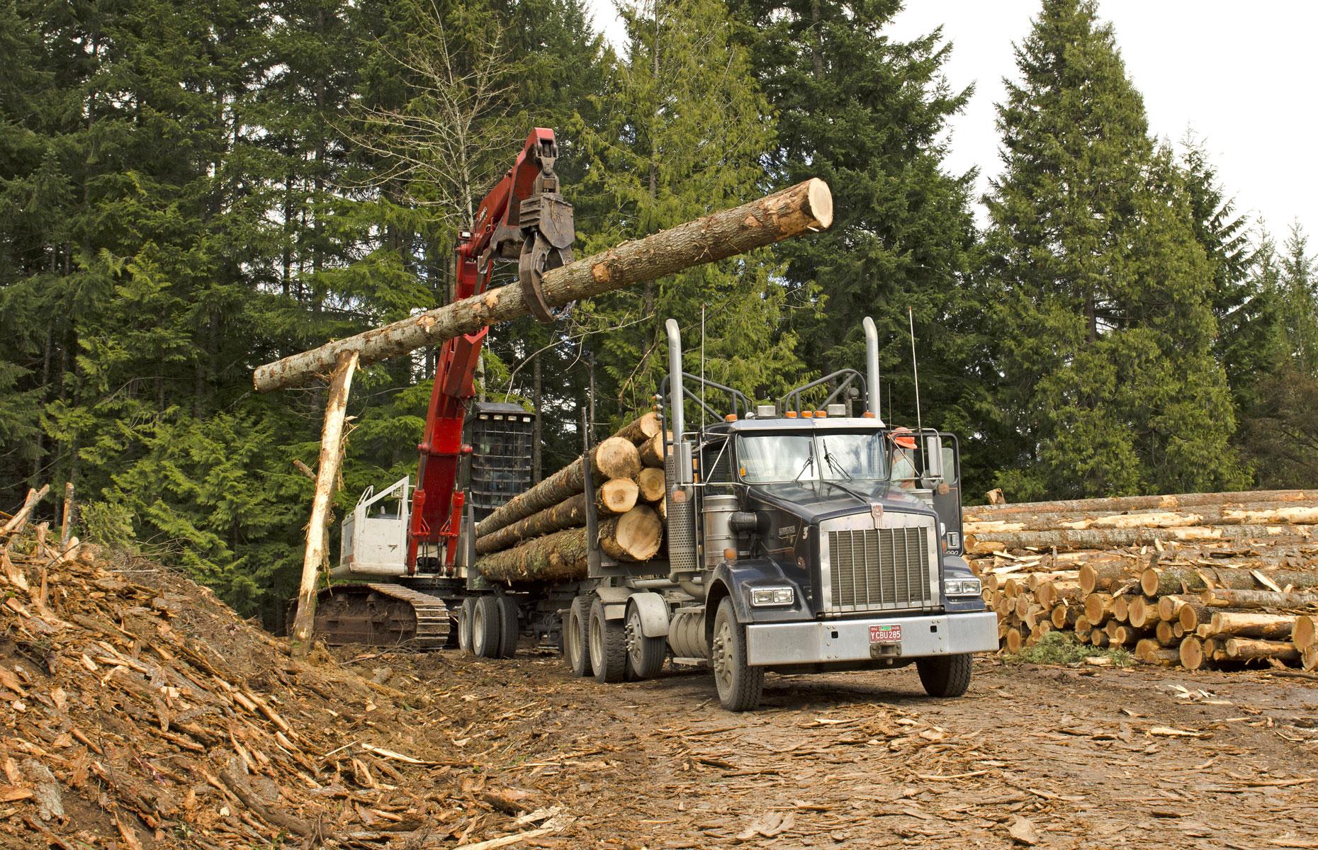 The value of America's timber industry: $200 billion per year