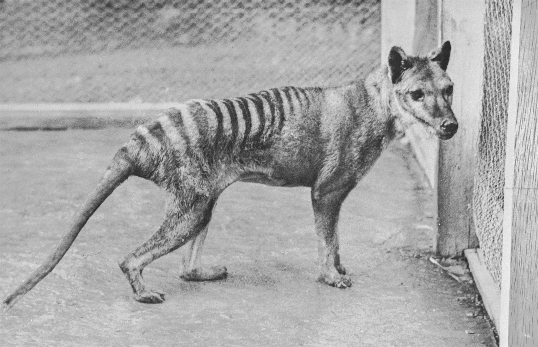 The last ever thylacine was found in a museum vault