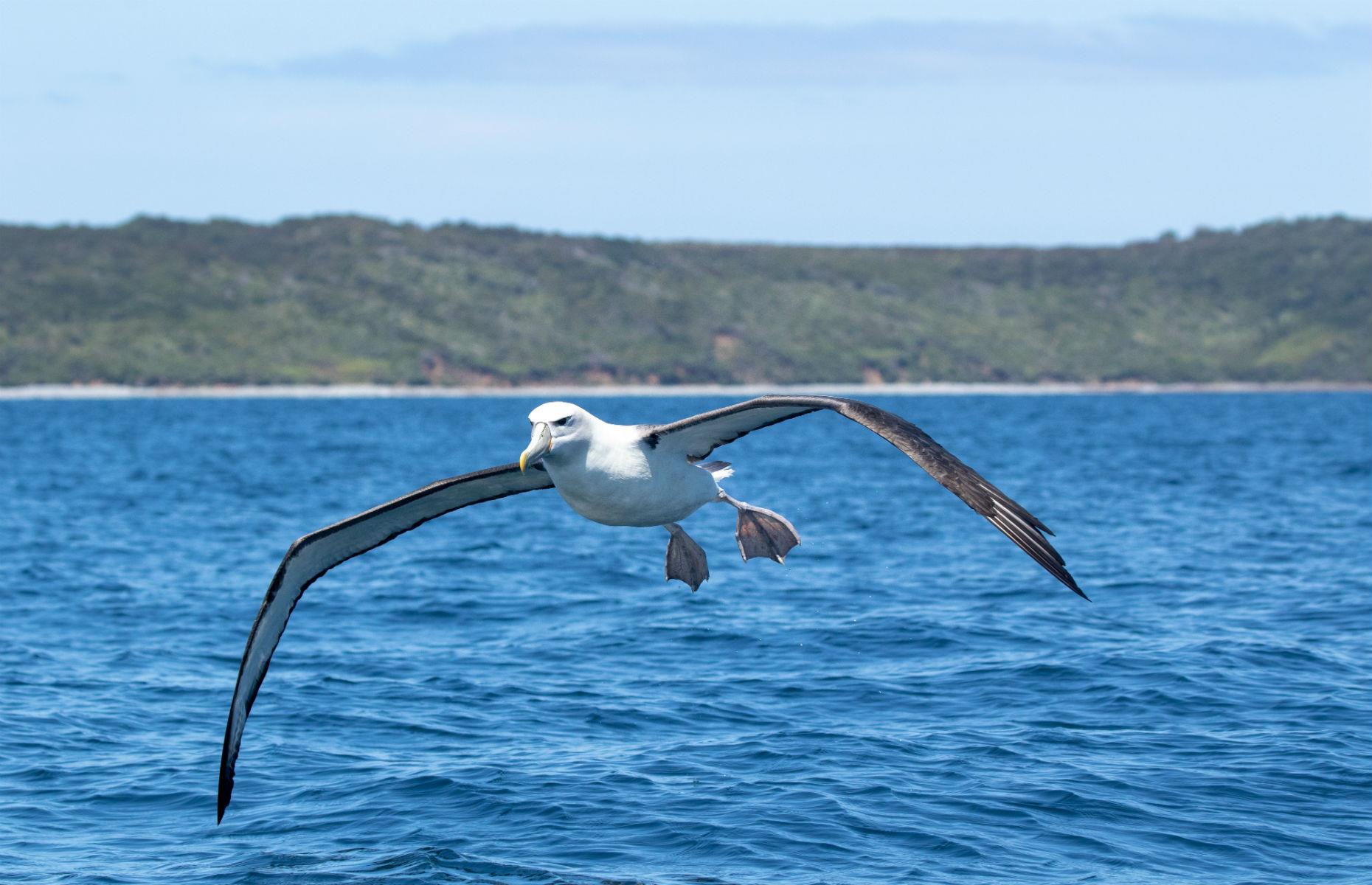 Albatross Island, Tasmania