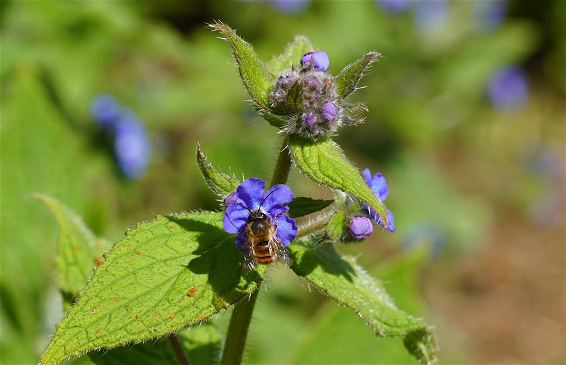Green alkanet (Pentaglottis sempervirens) 