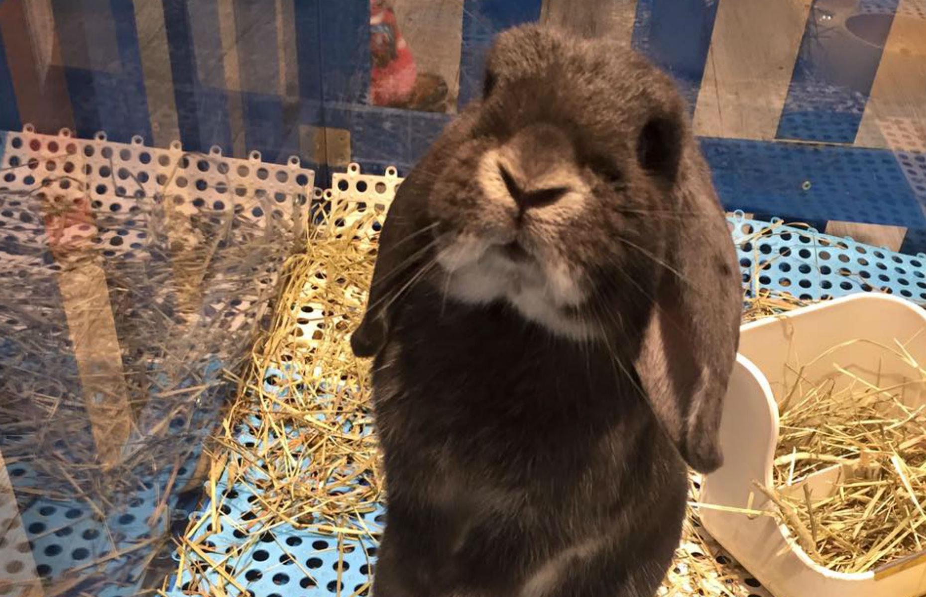 Rabbitland, Hong Kong