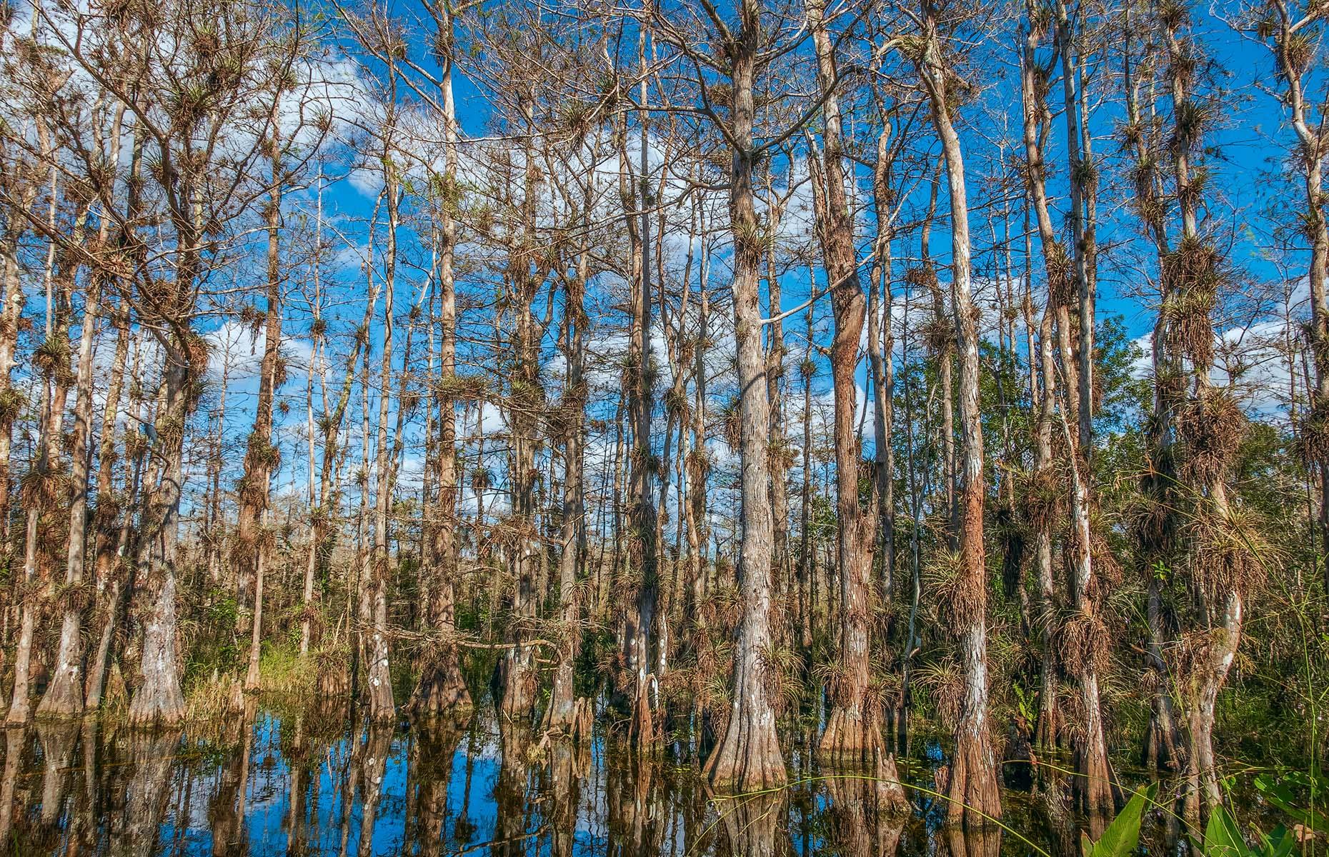 Swap the Everglades in favour of Big Cypress National Preserve when in South Florida