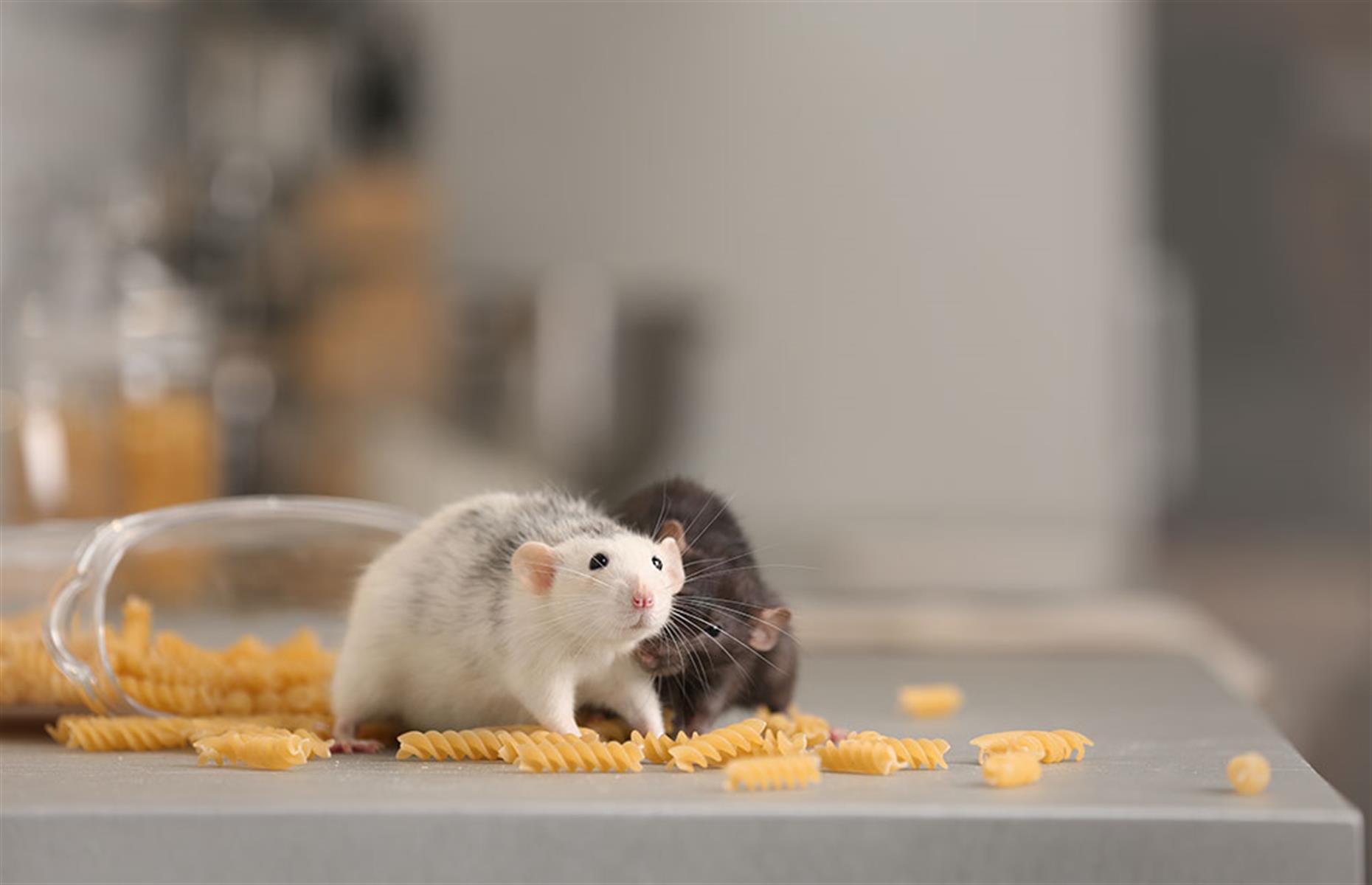 Mice and rats: treatment