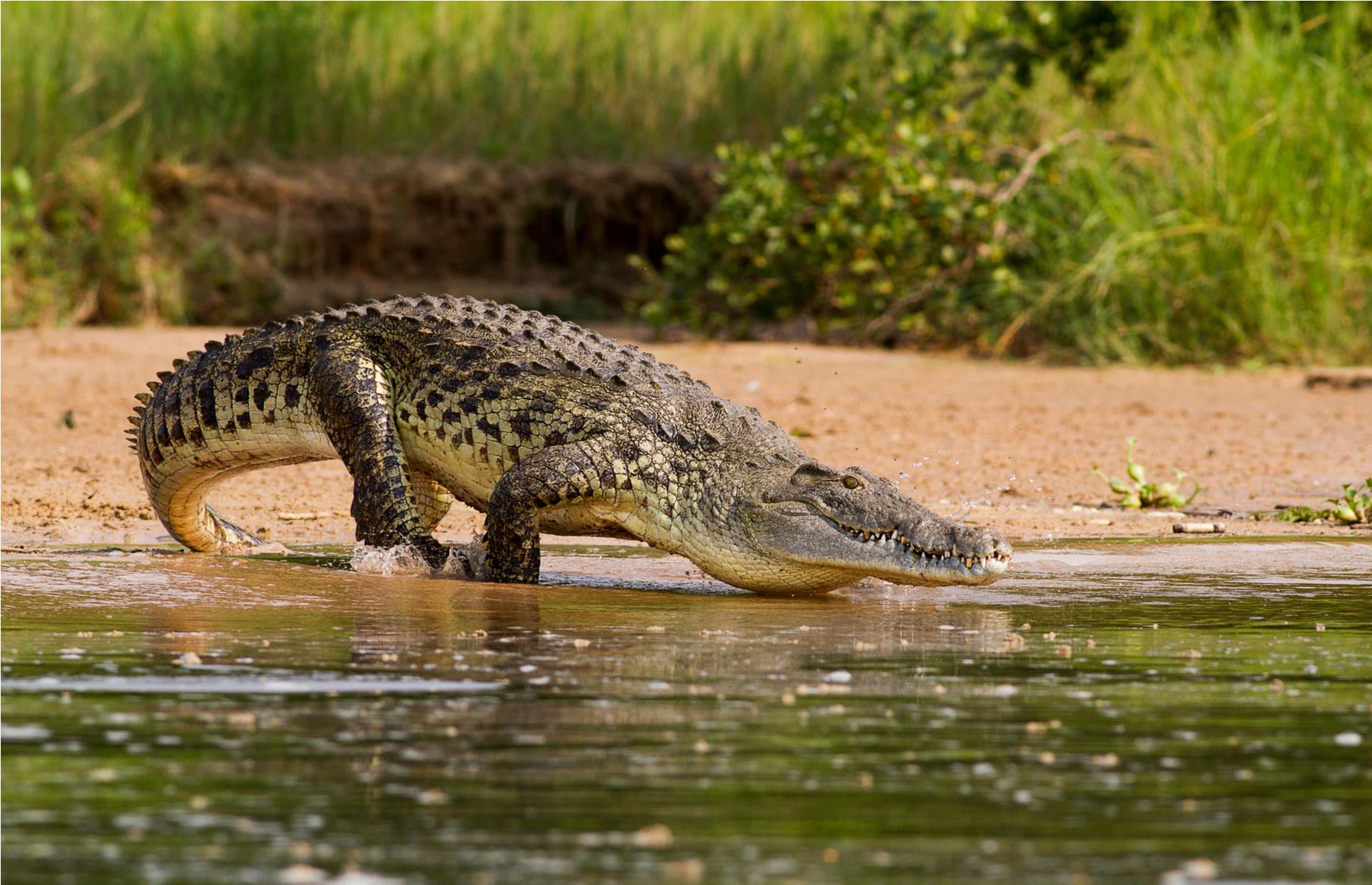 Nile crocodile