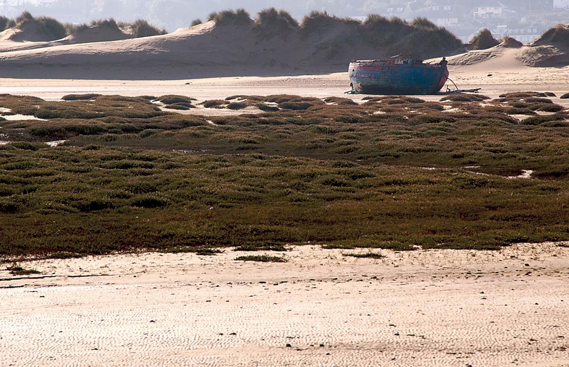 March: Braunton Burrows, Devon 