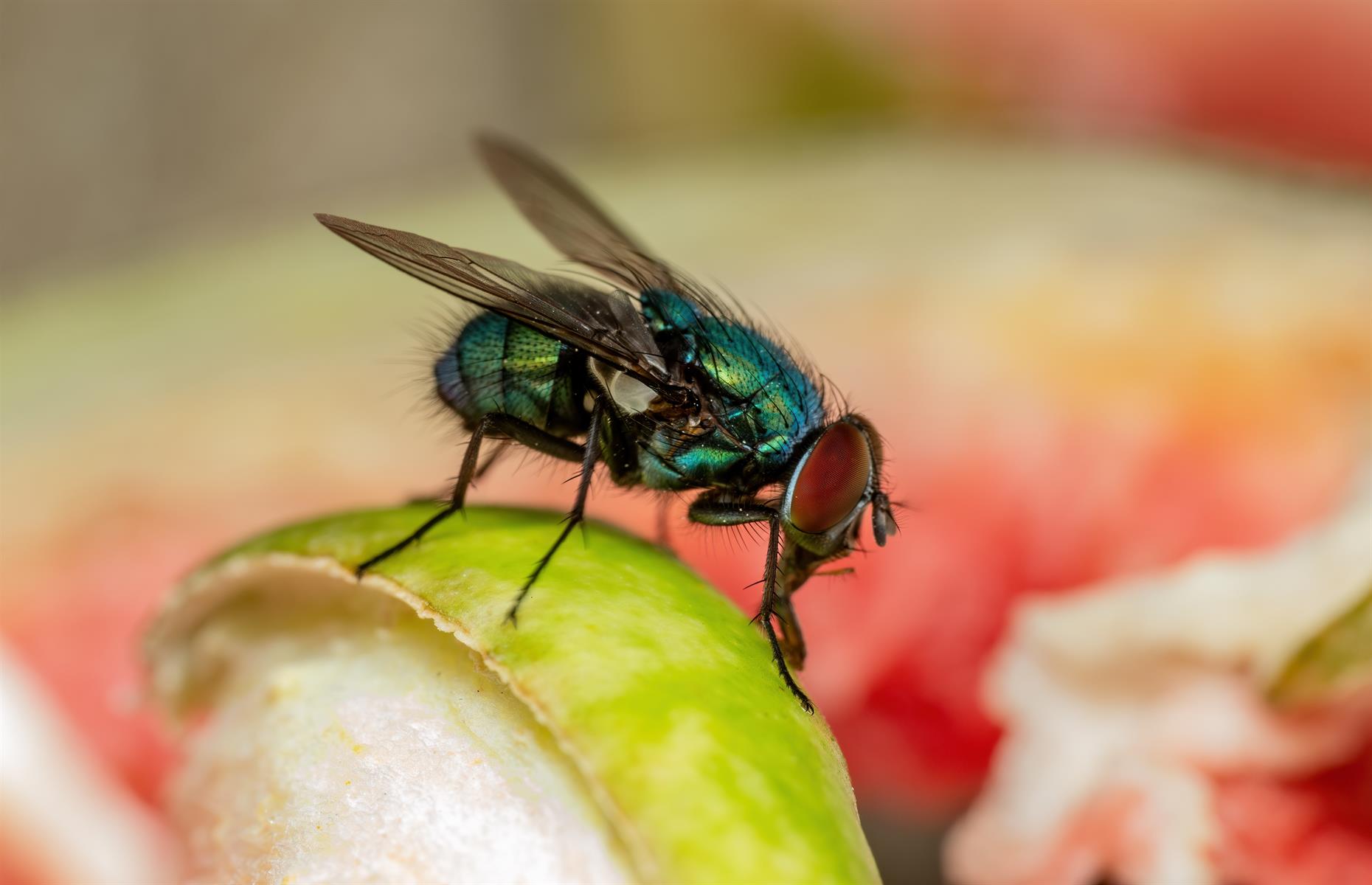 Houseflies buzz in an F key