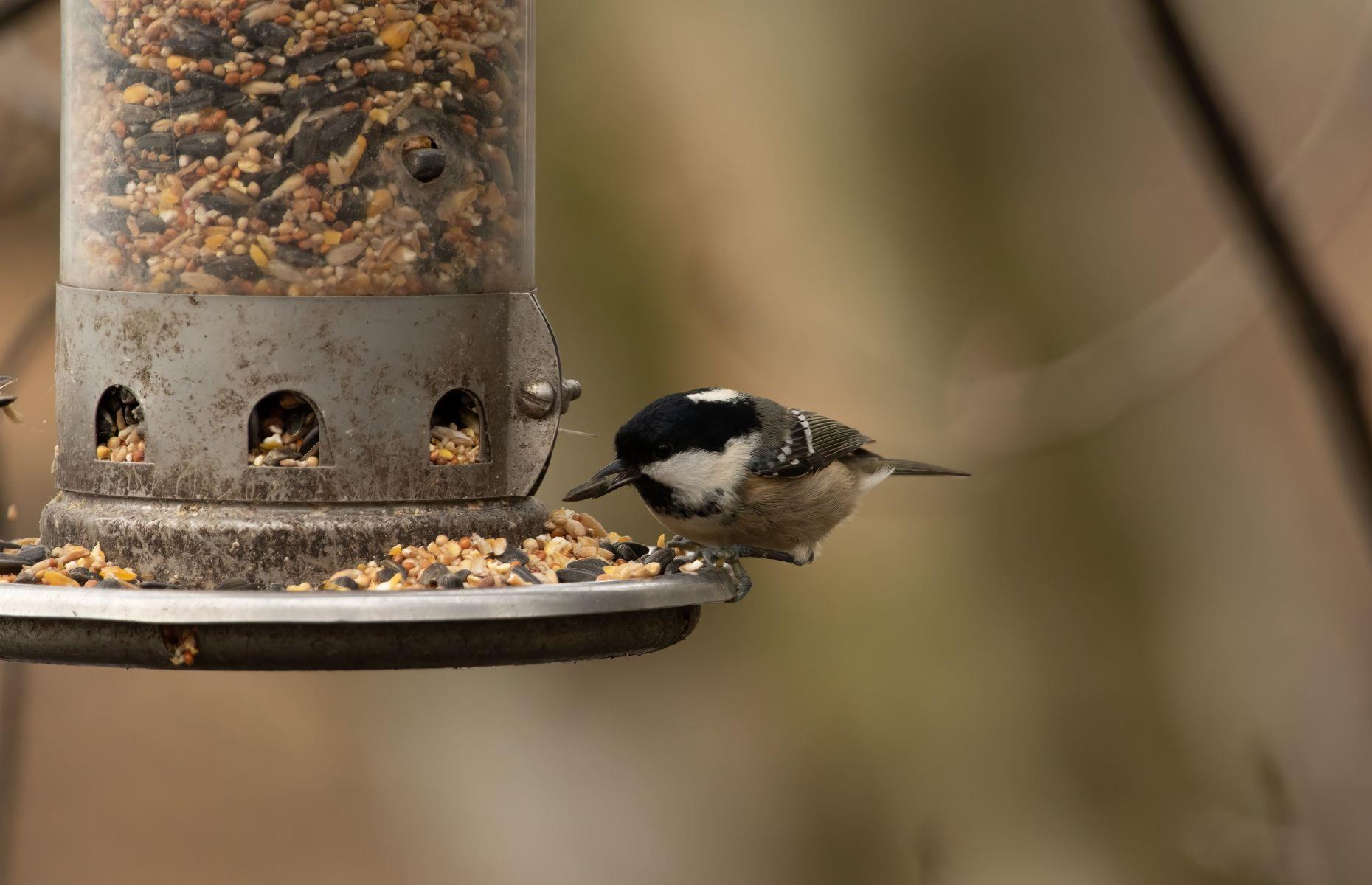 Mould could be harming garden birds