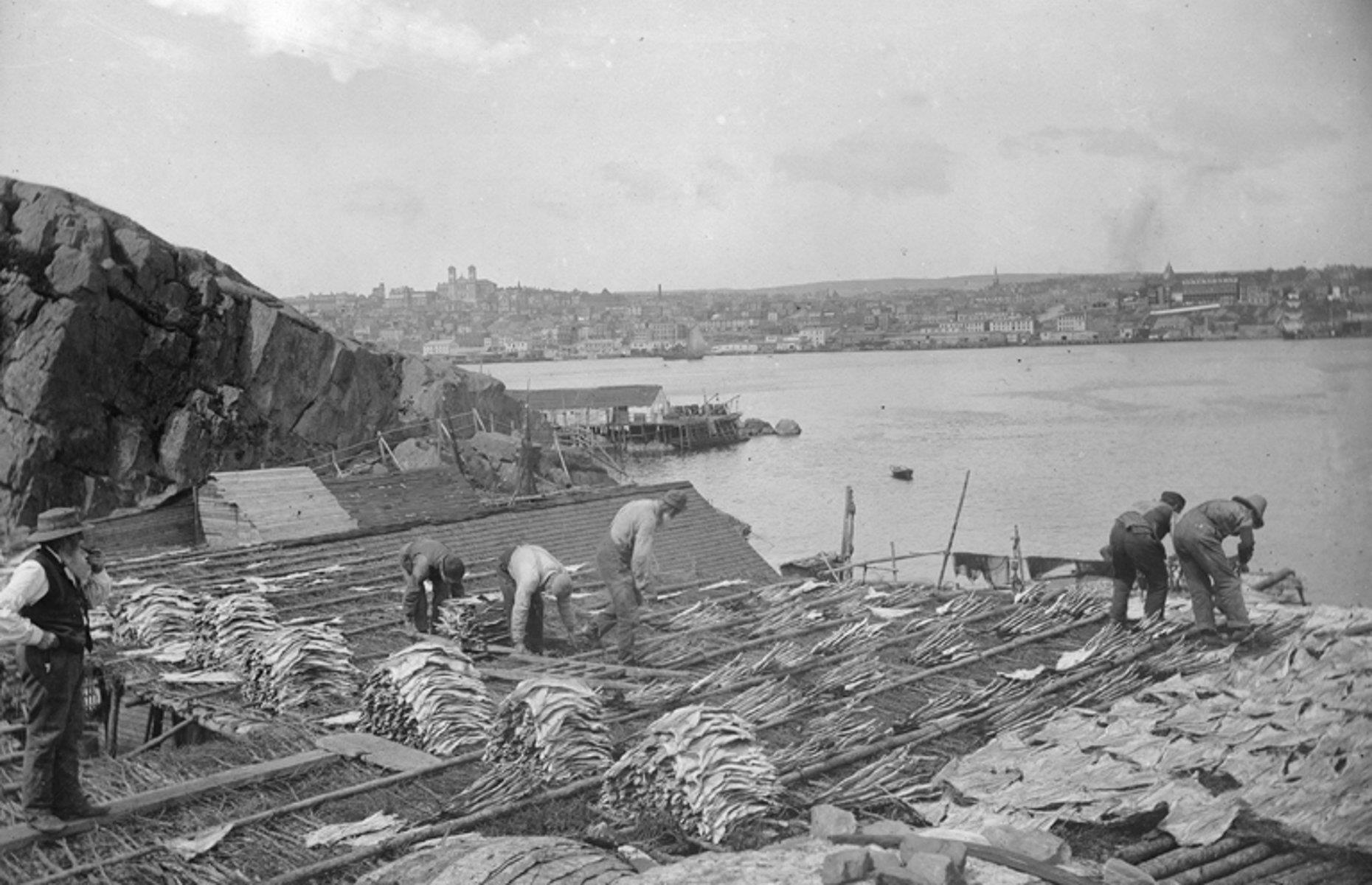 1900: drying cod in St John’s, Newfoundland and Labrador