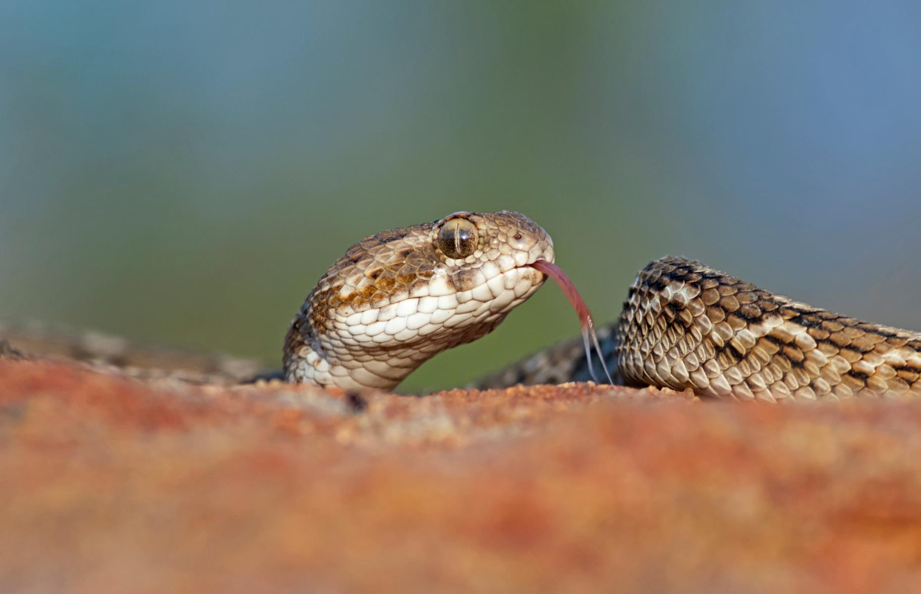 Saw-scaled viper