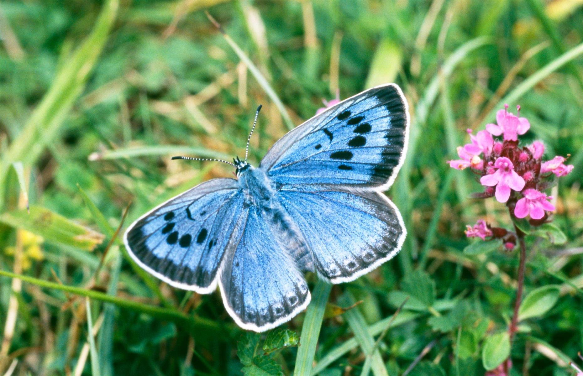 Large blue butterflies soaring in England