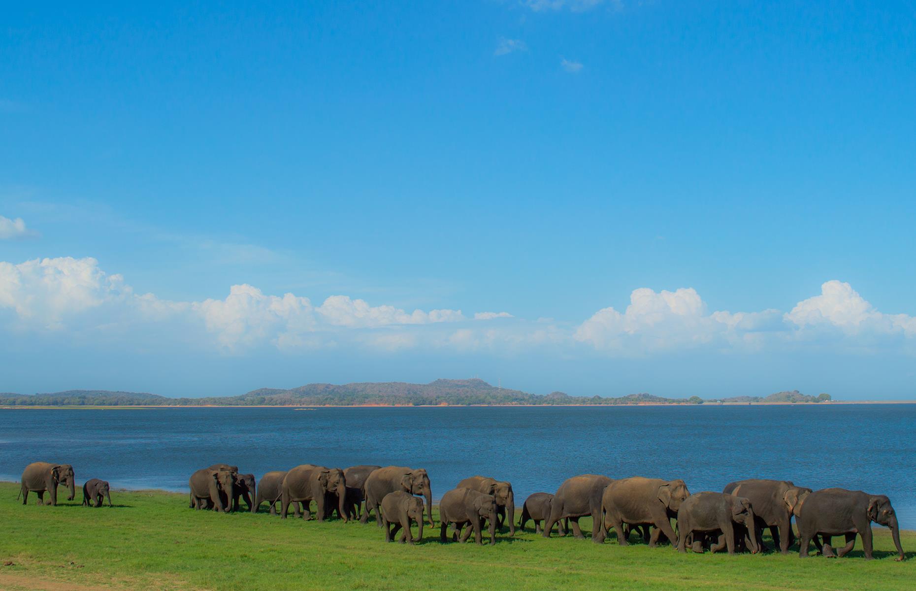 Elephant gathering in Minneriya National Park, Sri Lanka