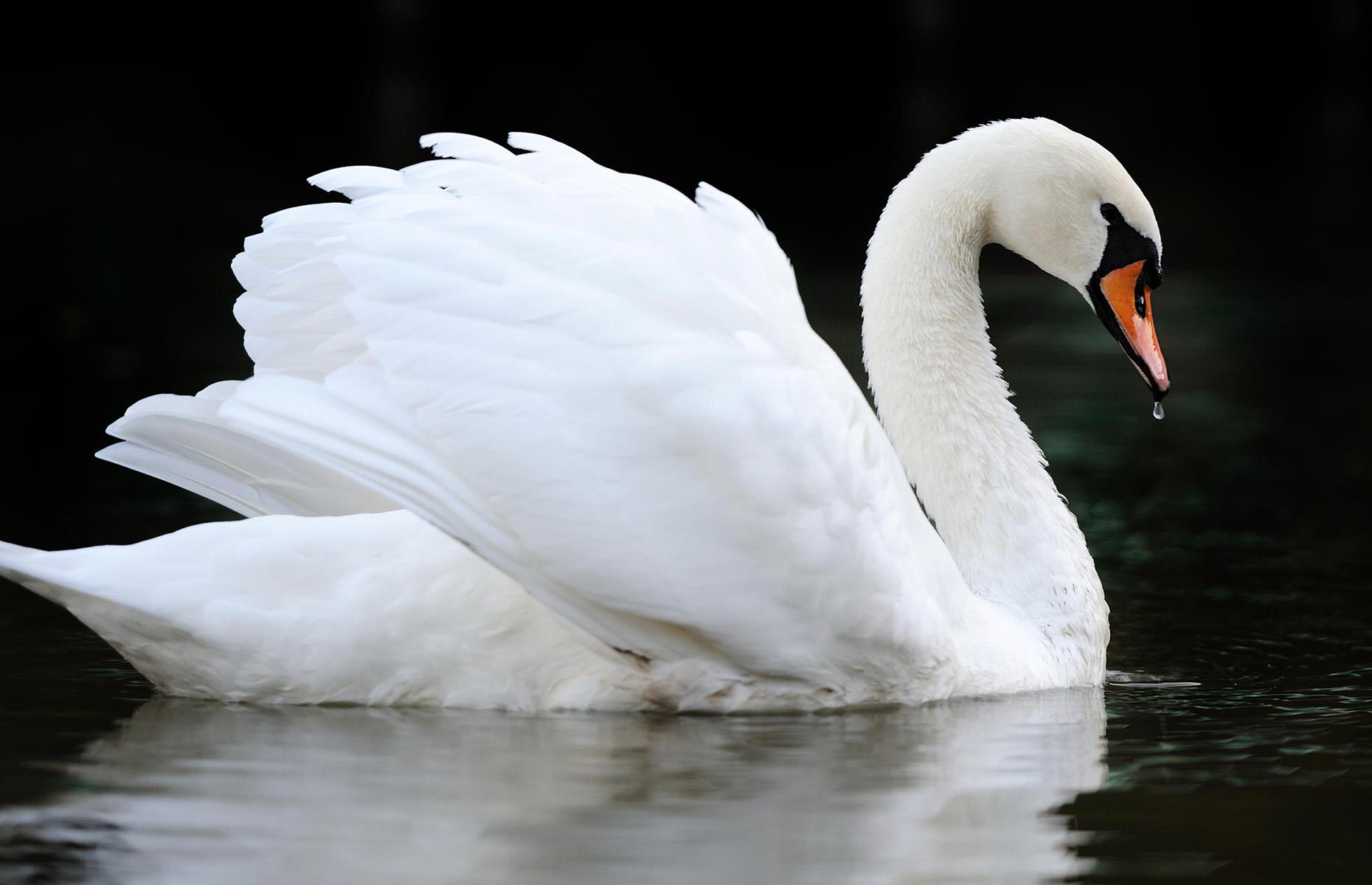 Many swan. Swan. 鹅 鹅 鹅 поэзия. 鹅 картинка. 鹅鹅鹅 гусиная гора легенды Китая.