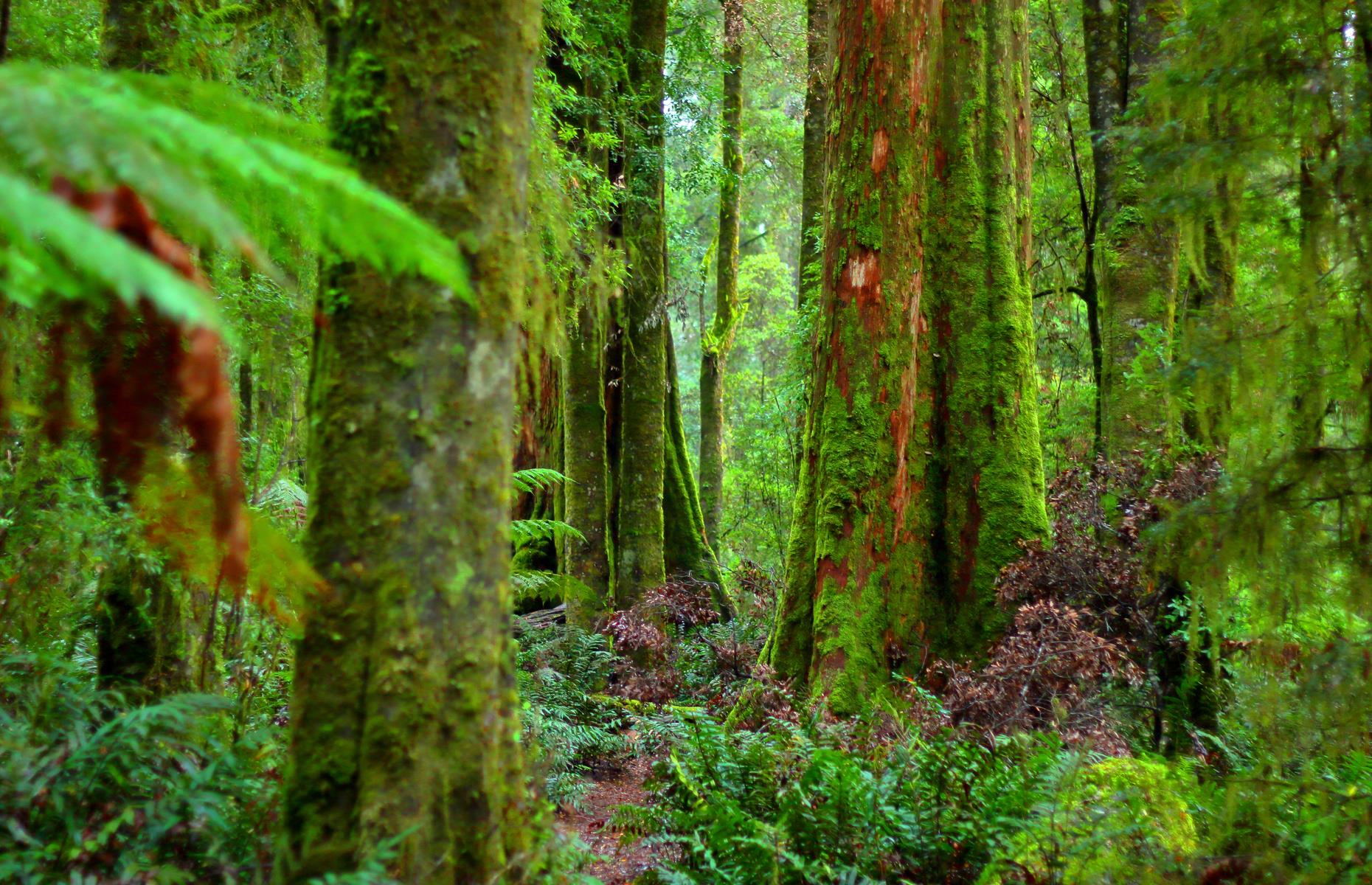 The Tarkine, Tasmania 