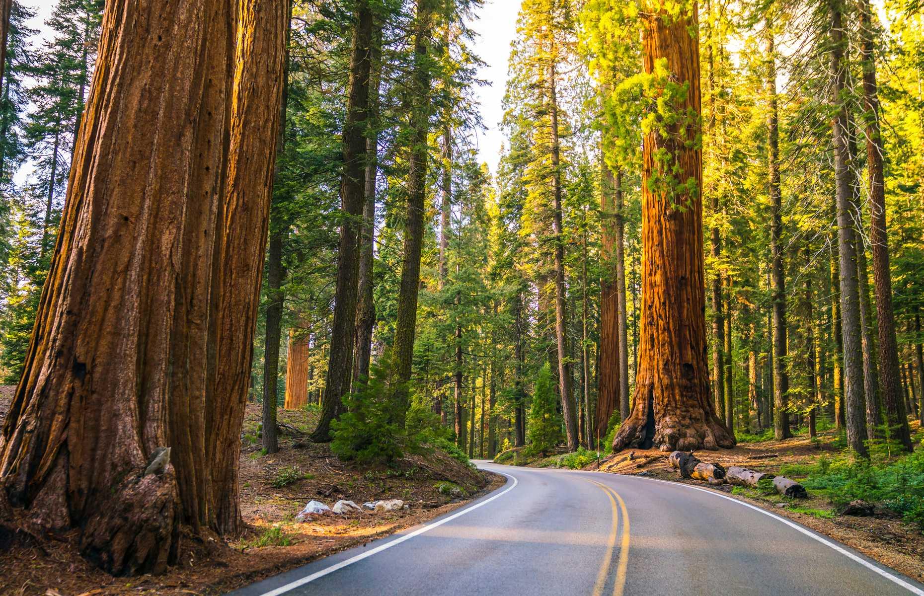 Sequoia National Park, California
