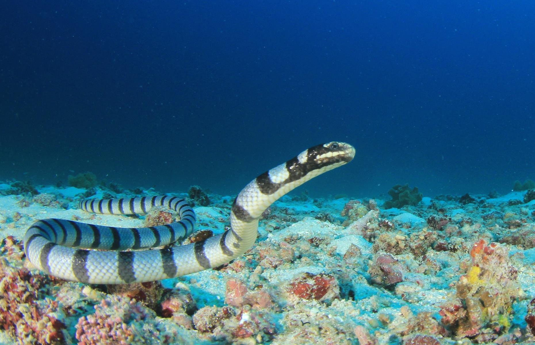 Cartier Island Marine Park 