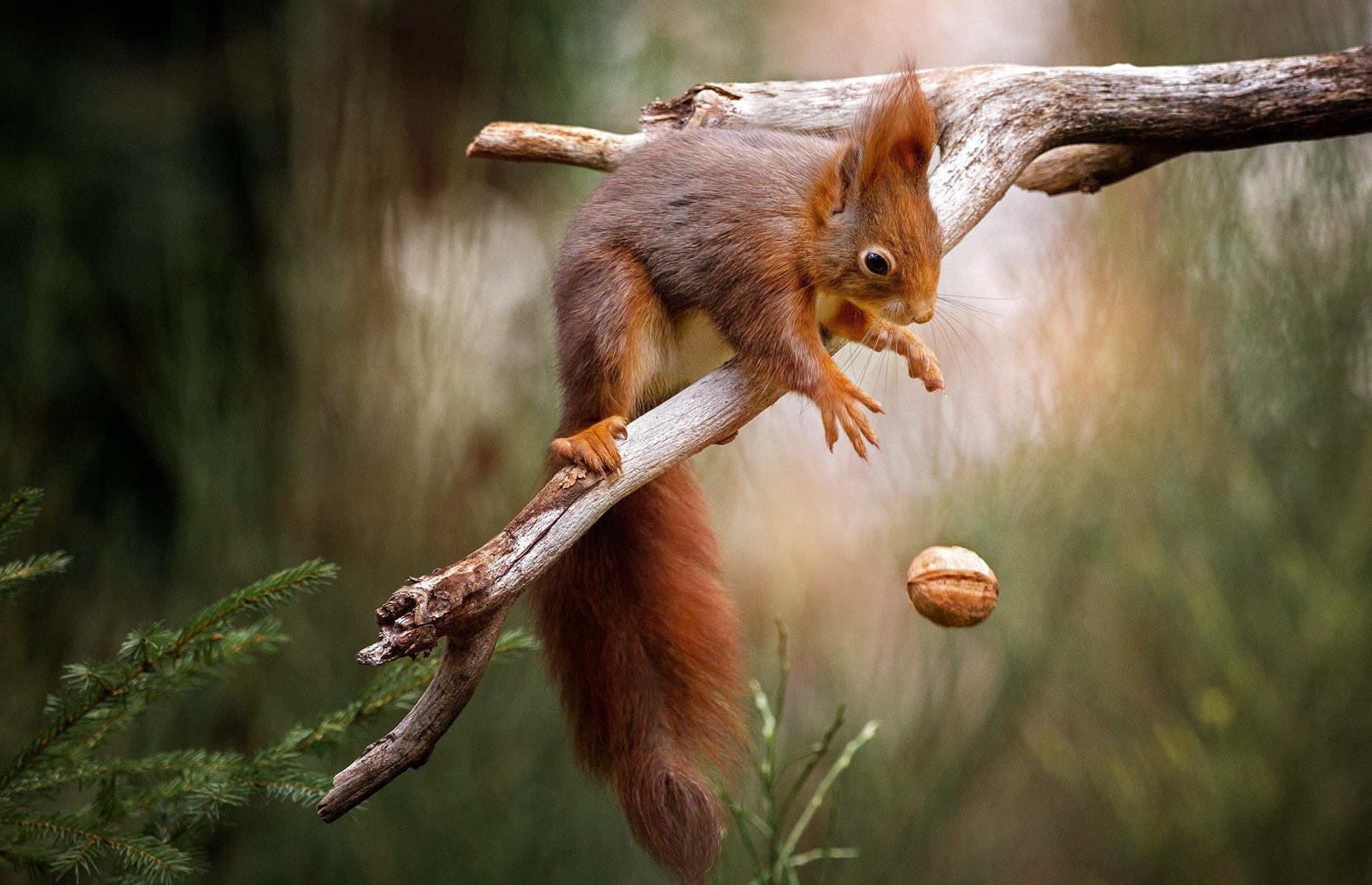 Animal pictures to brighten your day