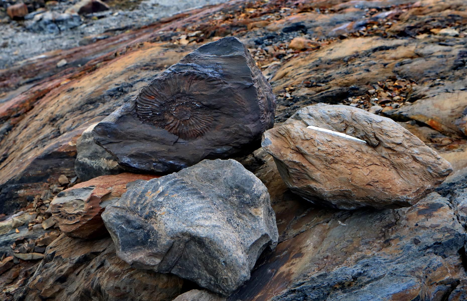 New research sheds light on the world’s earliest polar animals