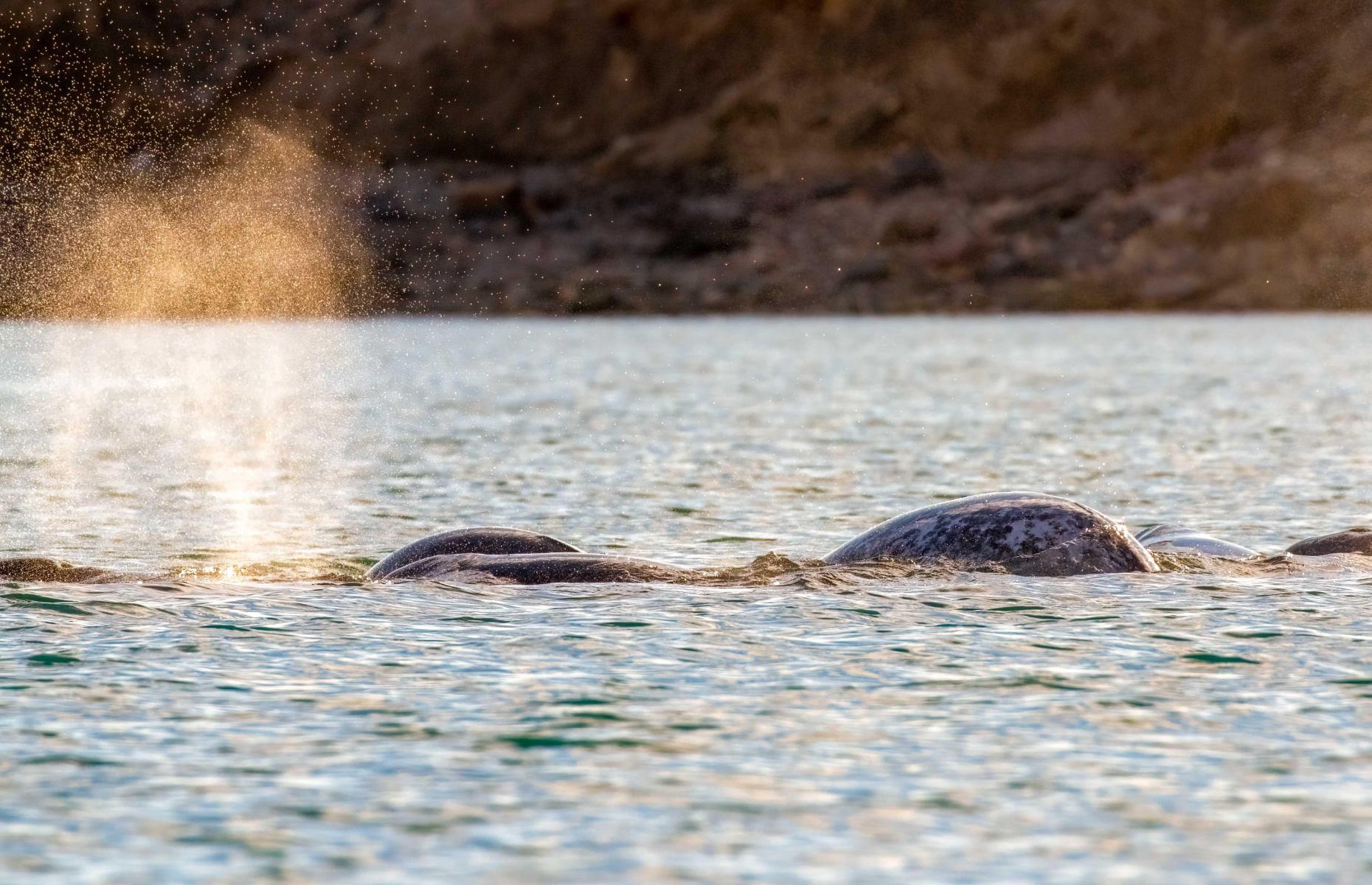 Search for narwhals, various, Nunavut