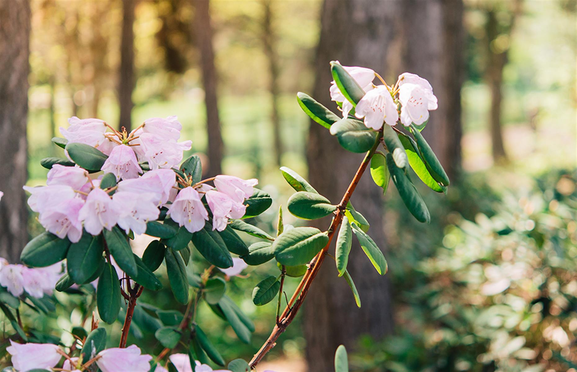 Rhododendron (Rhododendron ponticum) 
