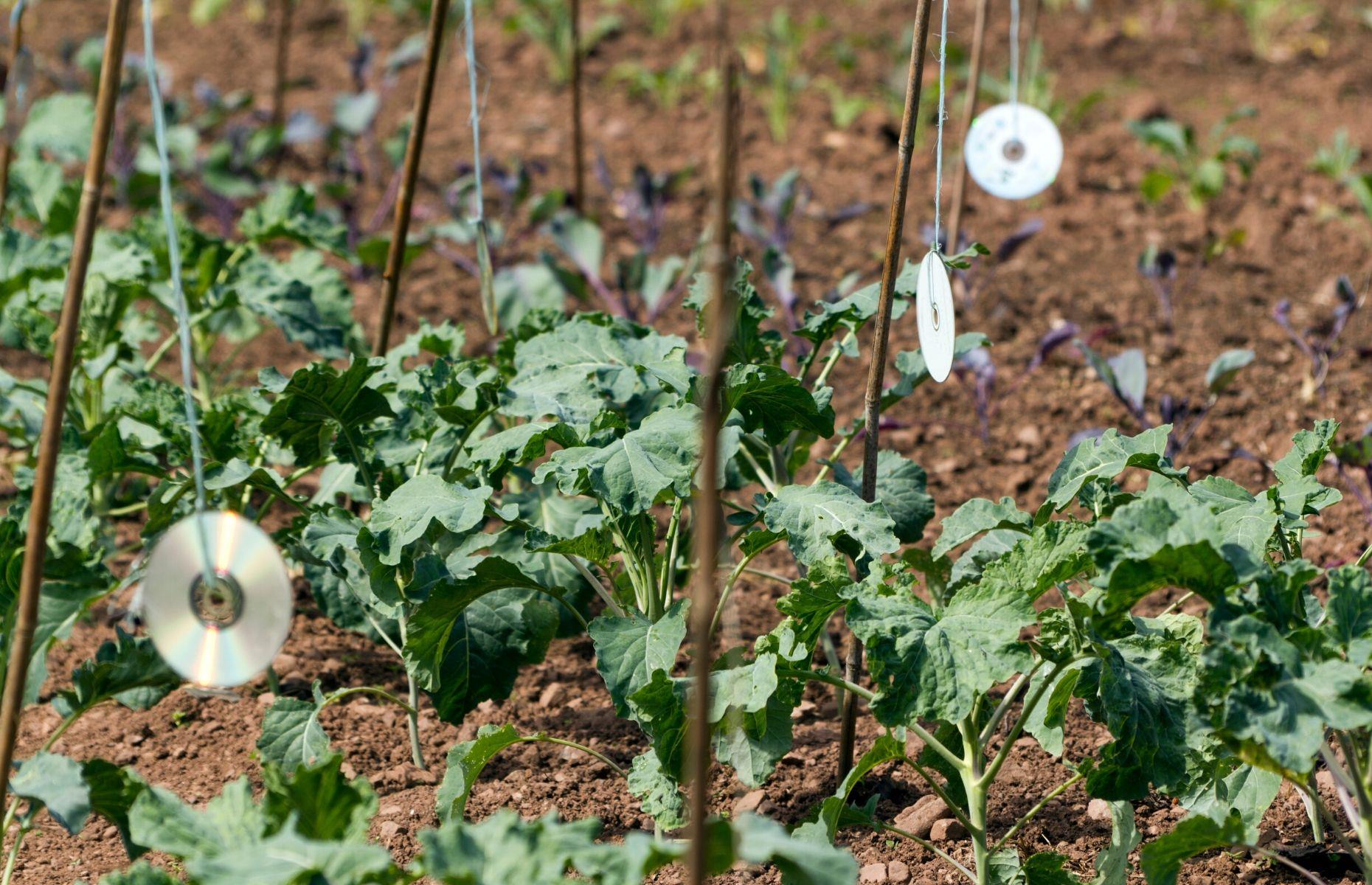 Create a DIY scarecrow