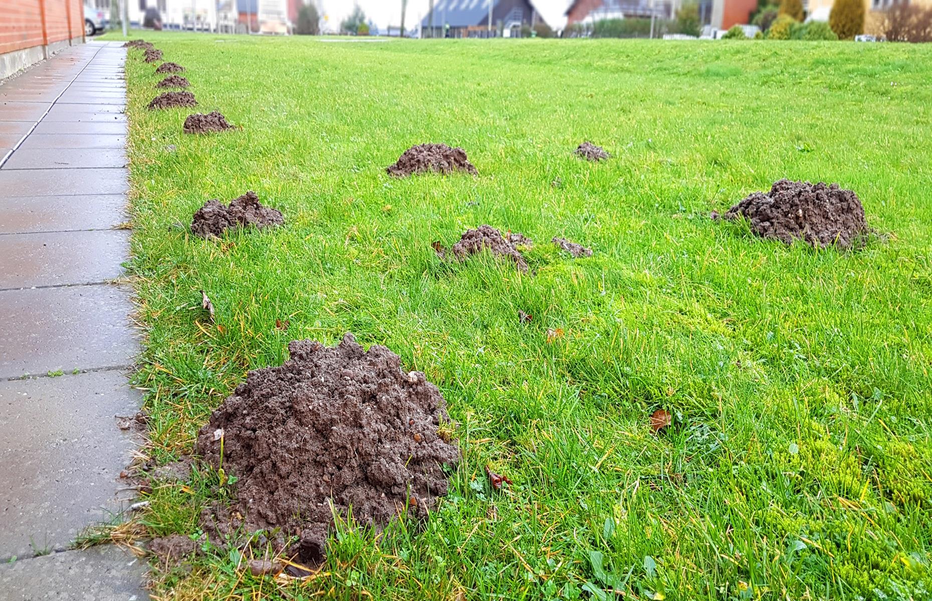 How to get rid of moles legally
