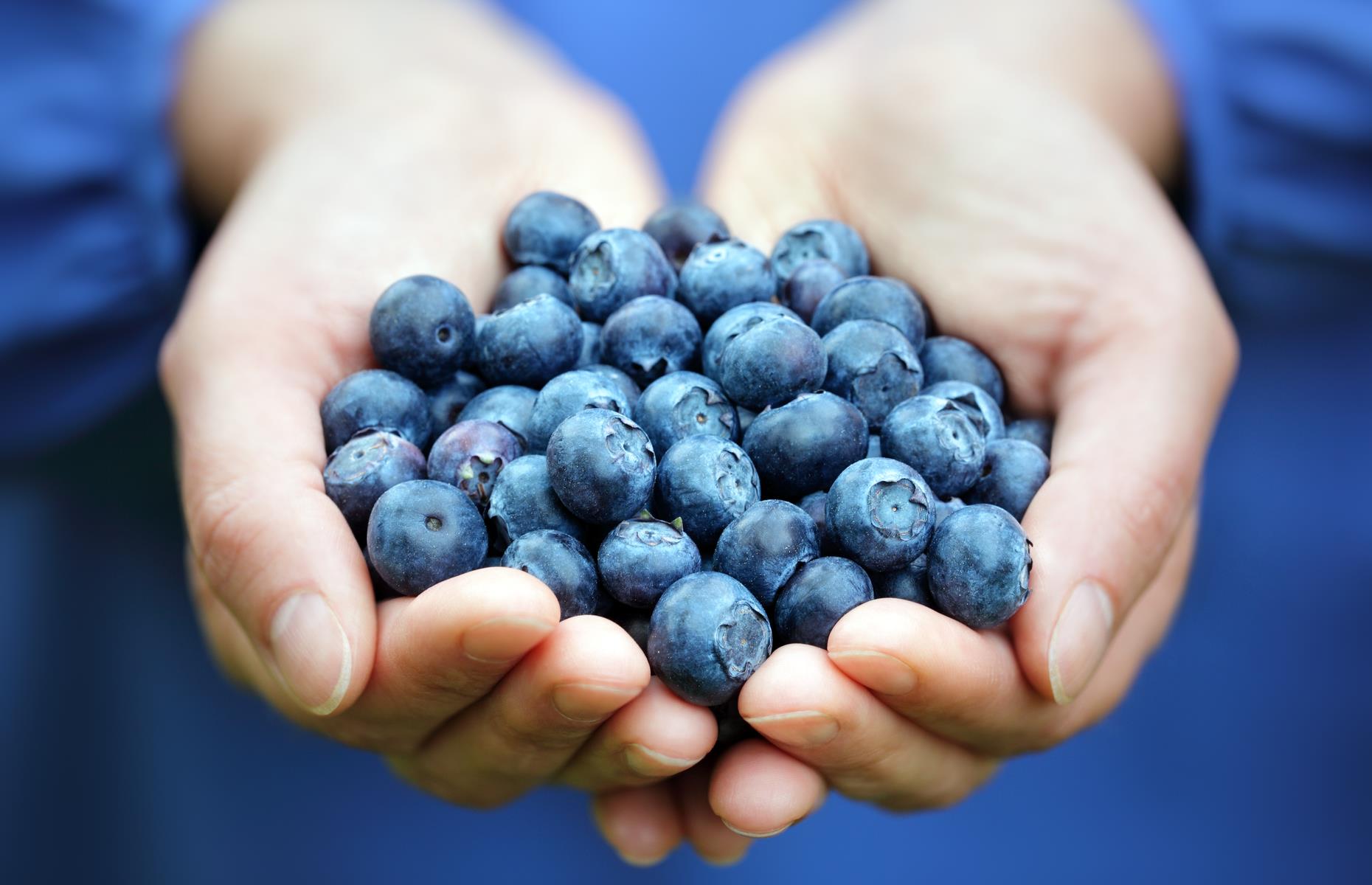 Guinness-Rekord: Heidelbeeren in den Mund stopfen