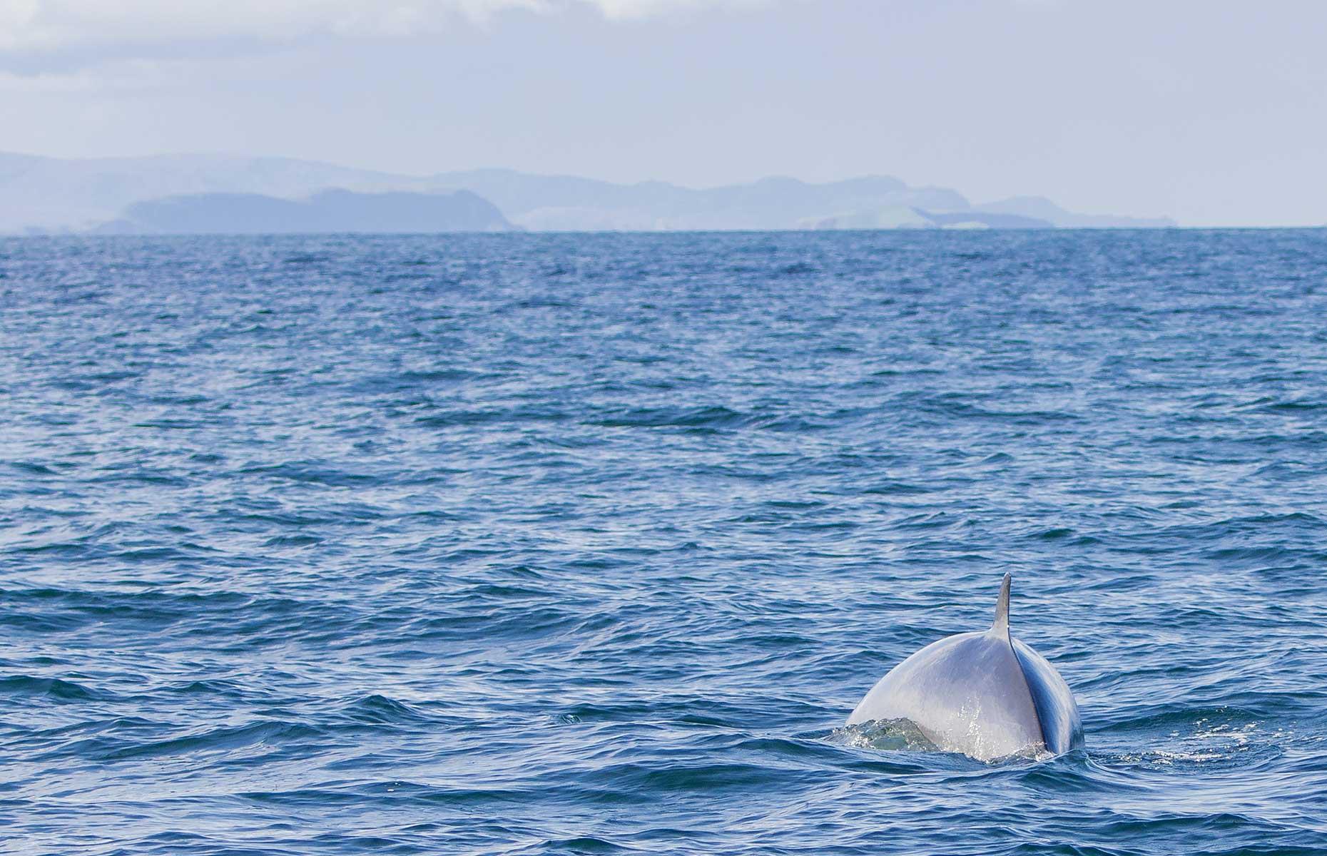 Minke whale returned to sea in Shetland Islands
