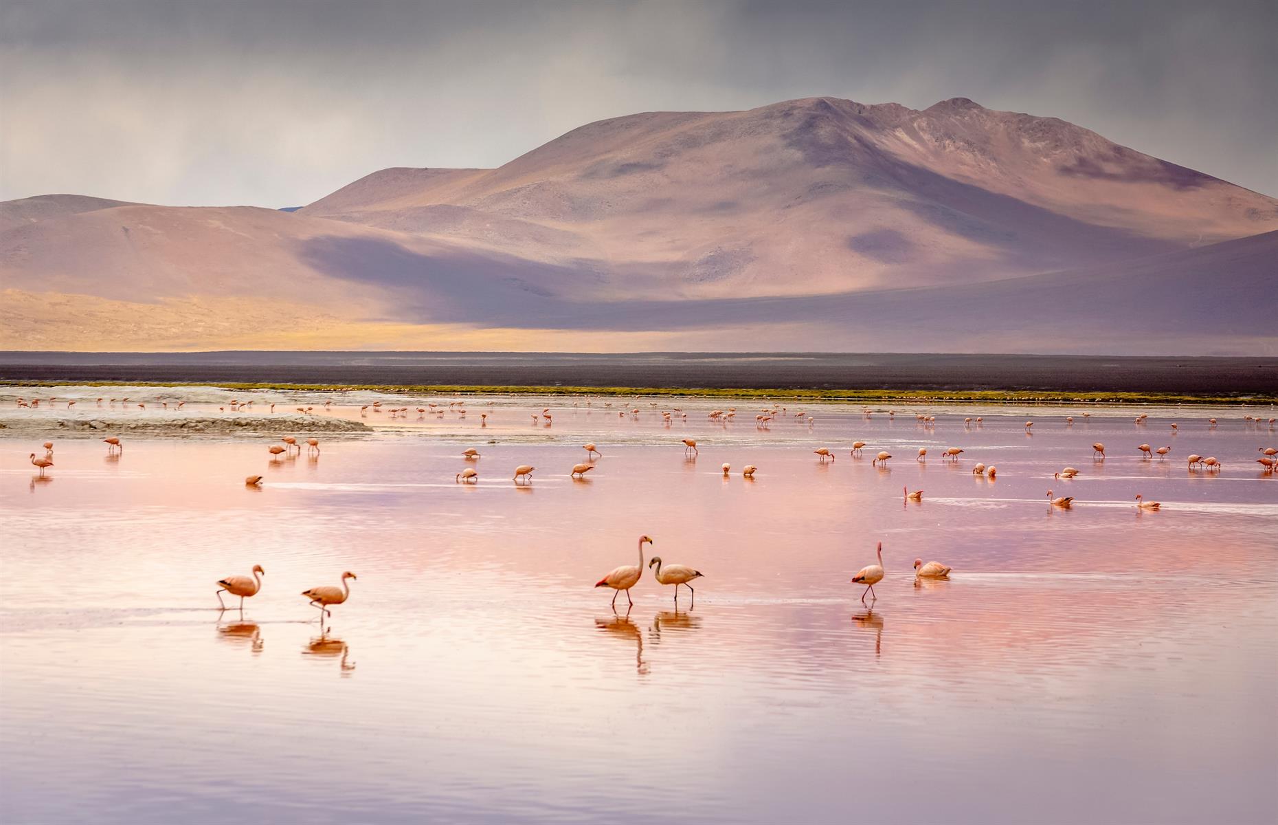 Laguna Colorada, Potosi Department, Bolivia