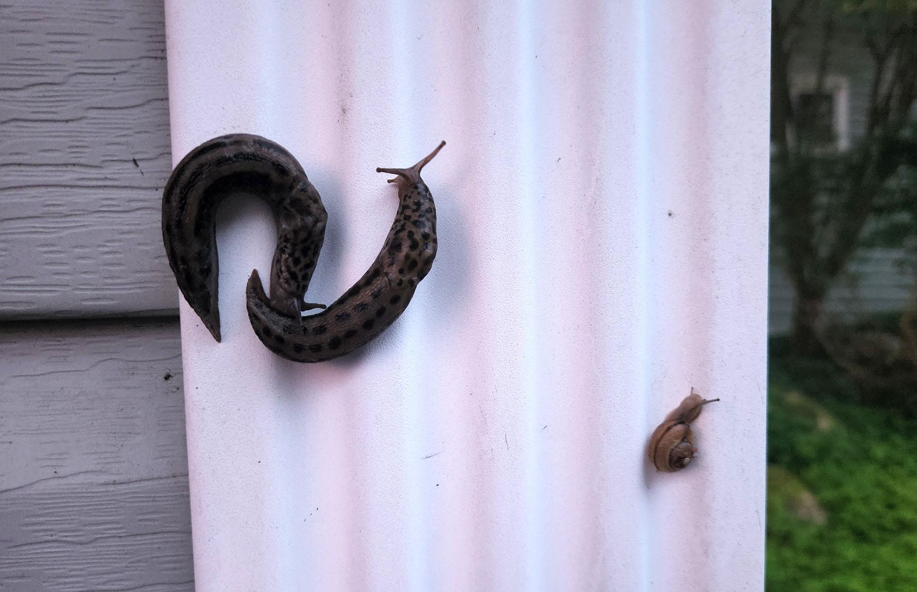 How to keep out slugs
