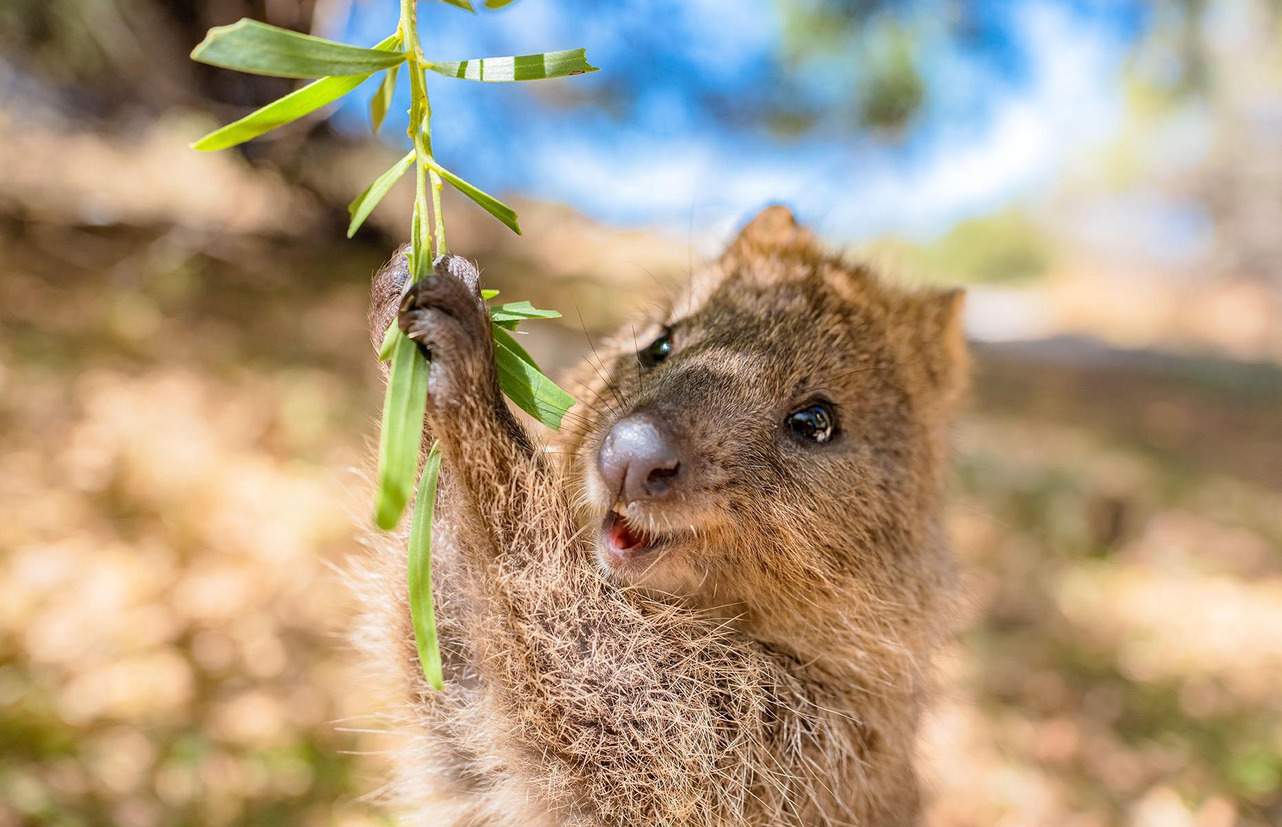 4: Quokkas
