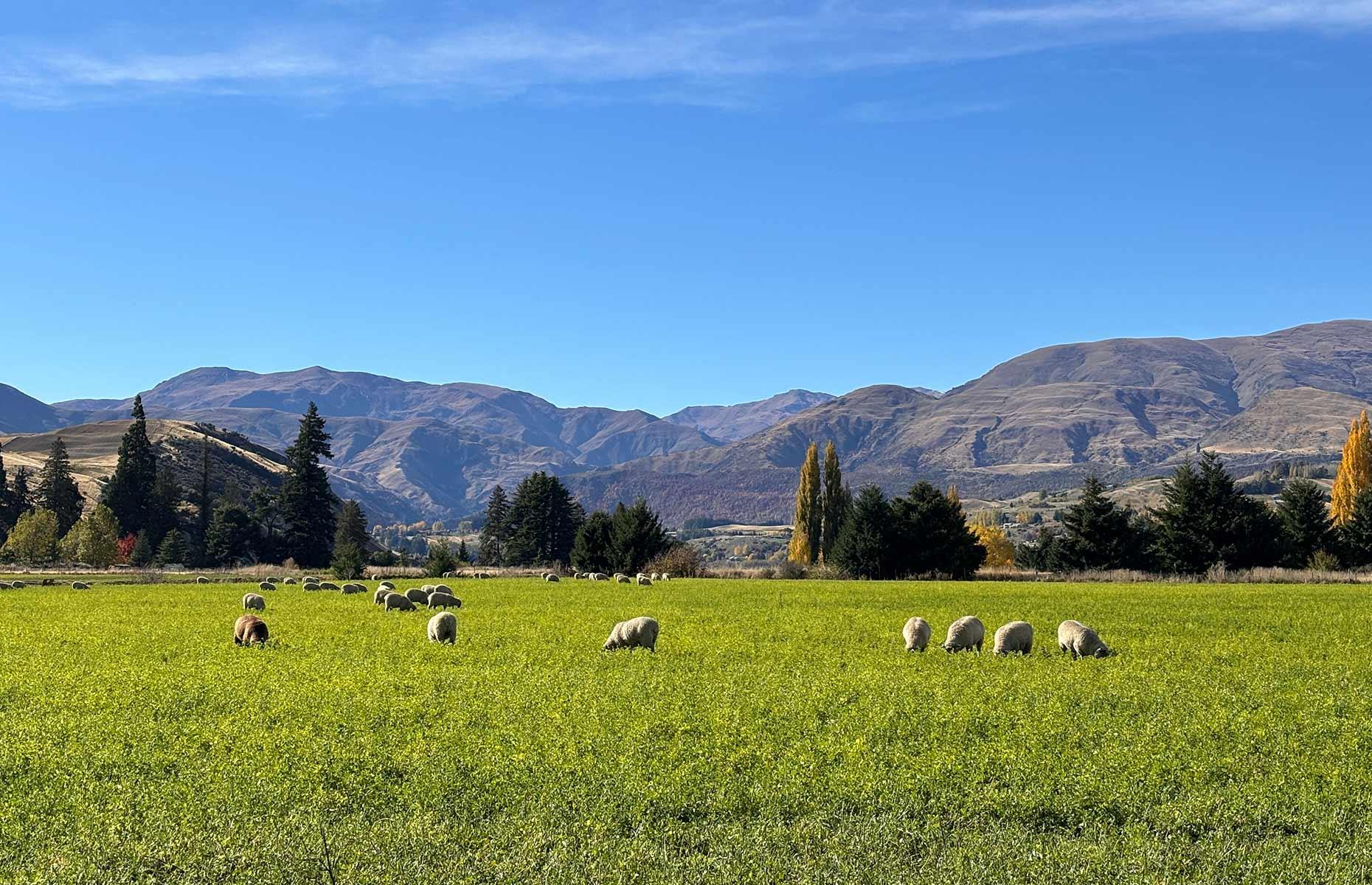 Sam Morgan's Hillend Station in Wānaka, New Zealand