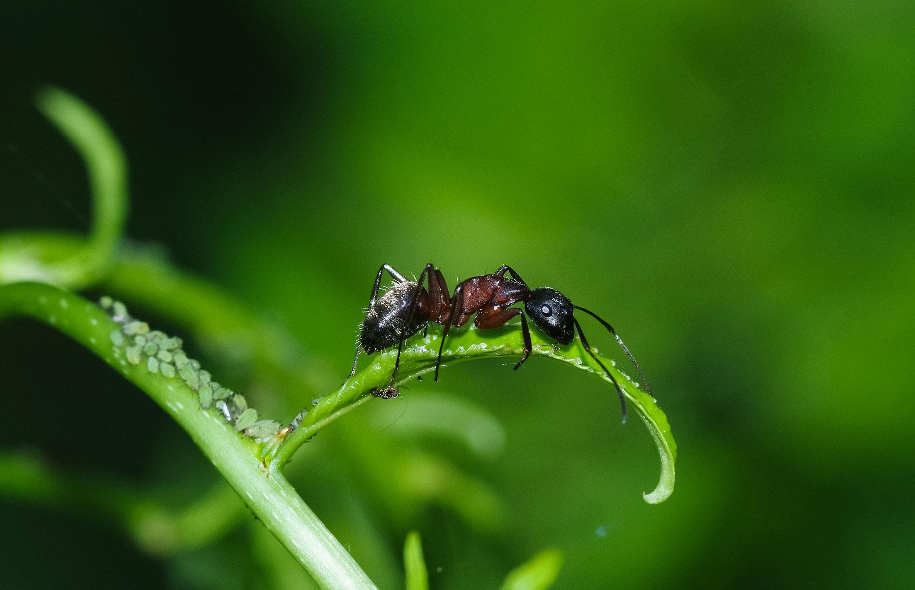 Ants could replace harmful pesticides