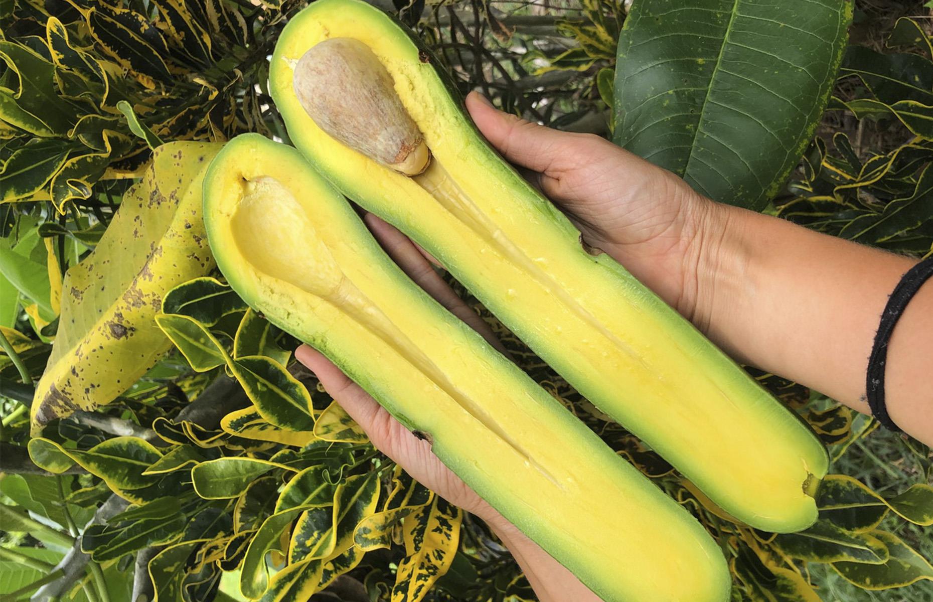 Giant avocados