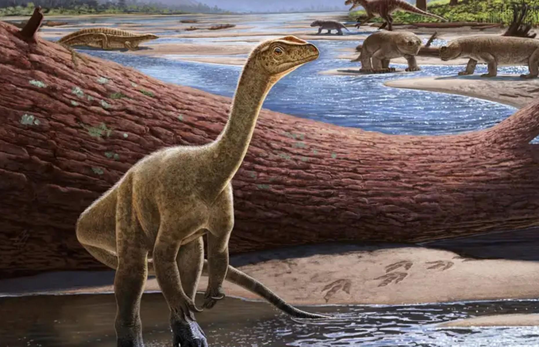 We discovered Africa’s oldest known dinosaur 