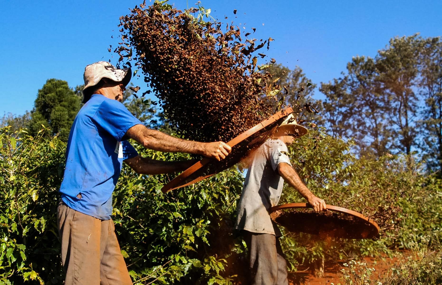 Brazil is the largest producer in the world