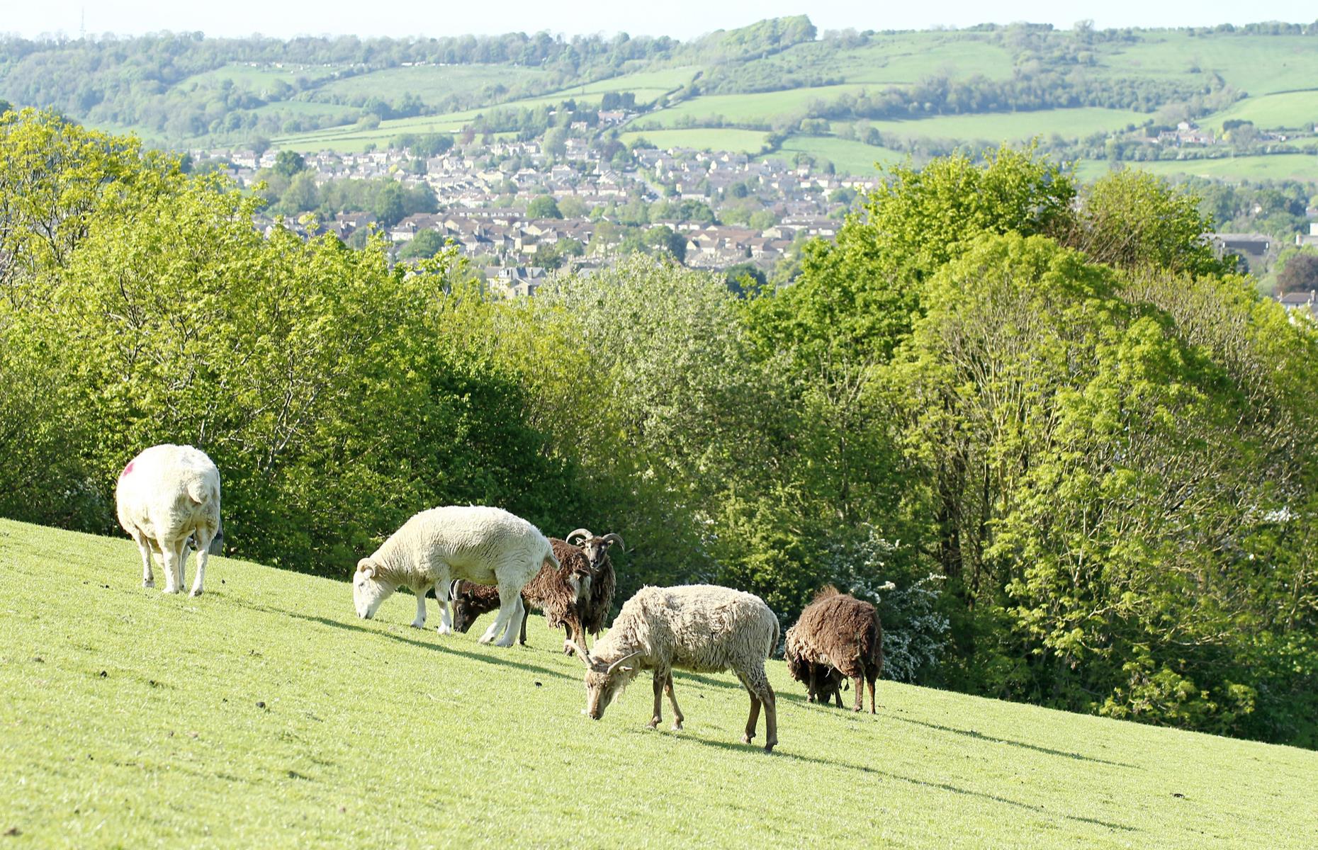Bath City Farm, Somerset, England