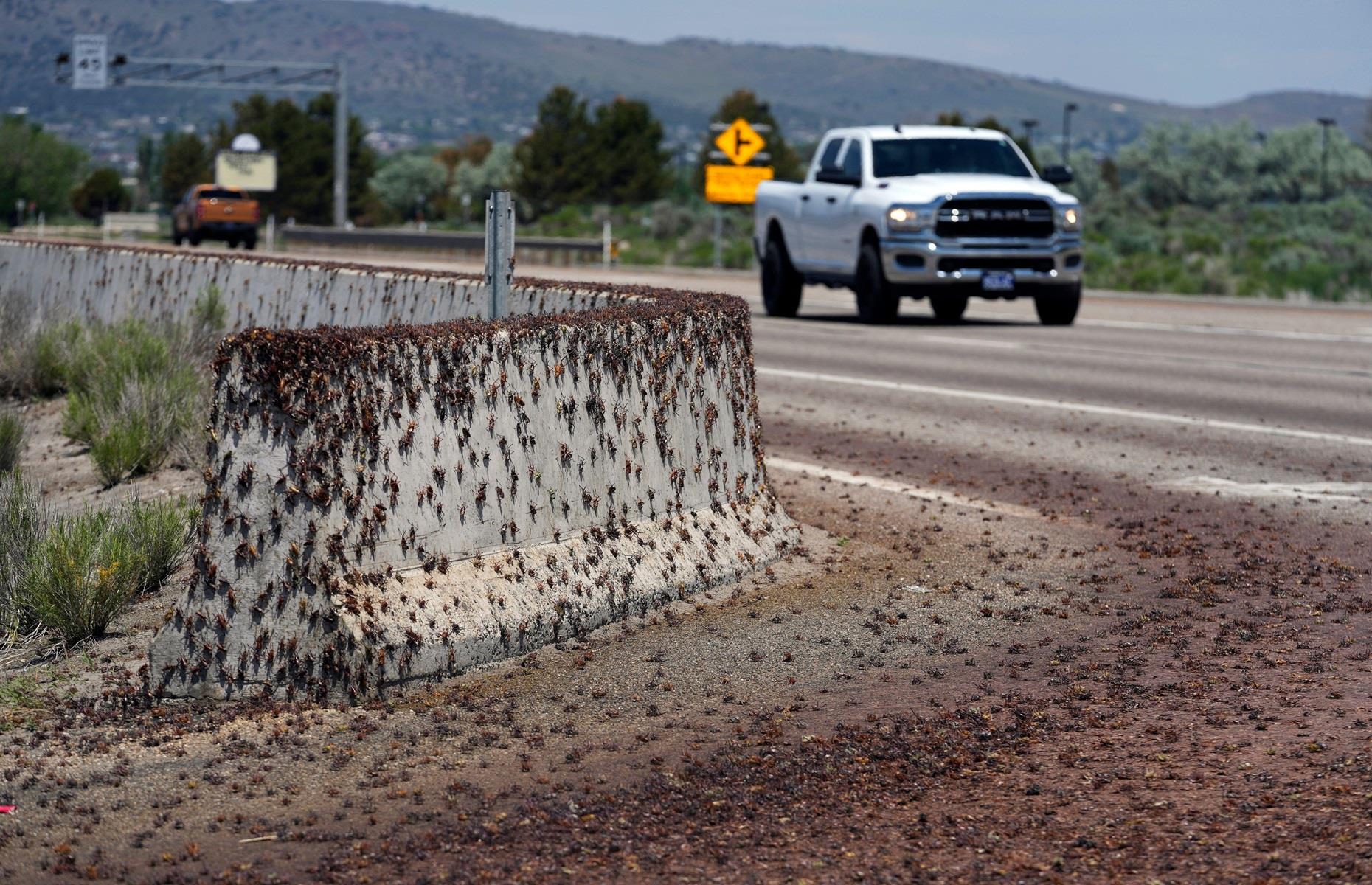 Household pest: Mormon crickets