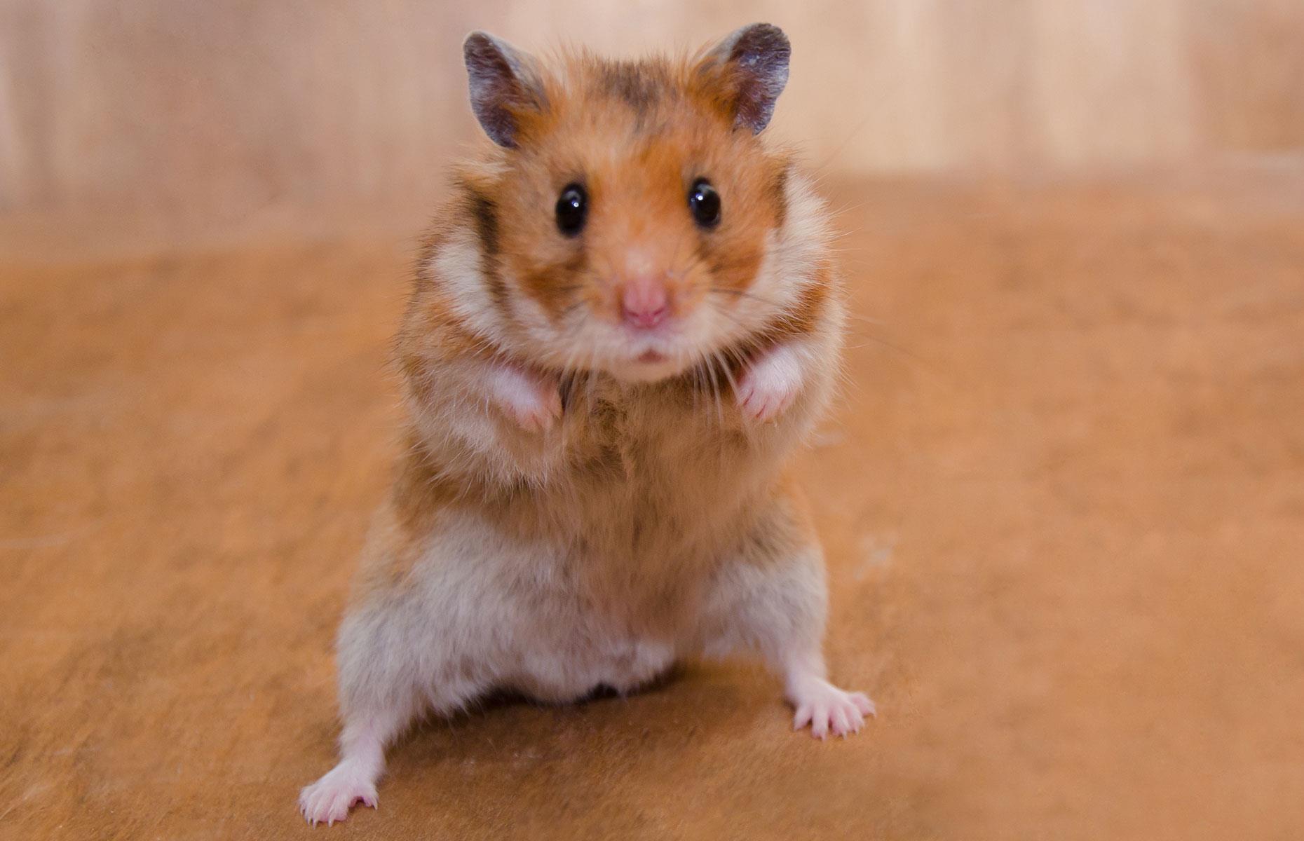 Study watching hamster cage fights: $3 million