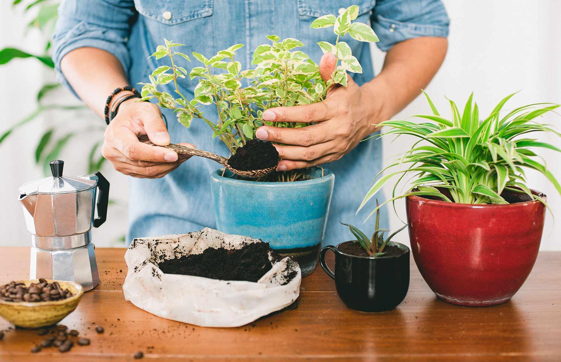 Create a liquid fertiliser for houseplants 