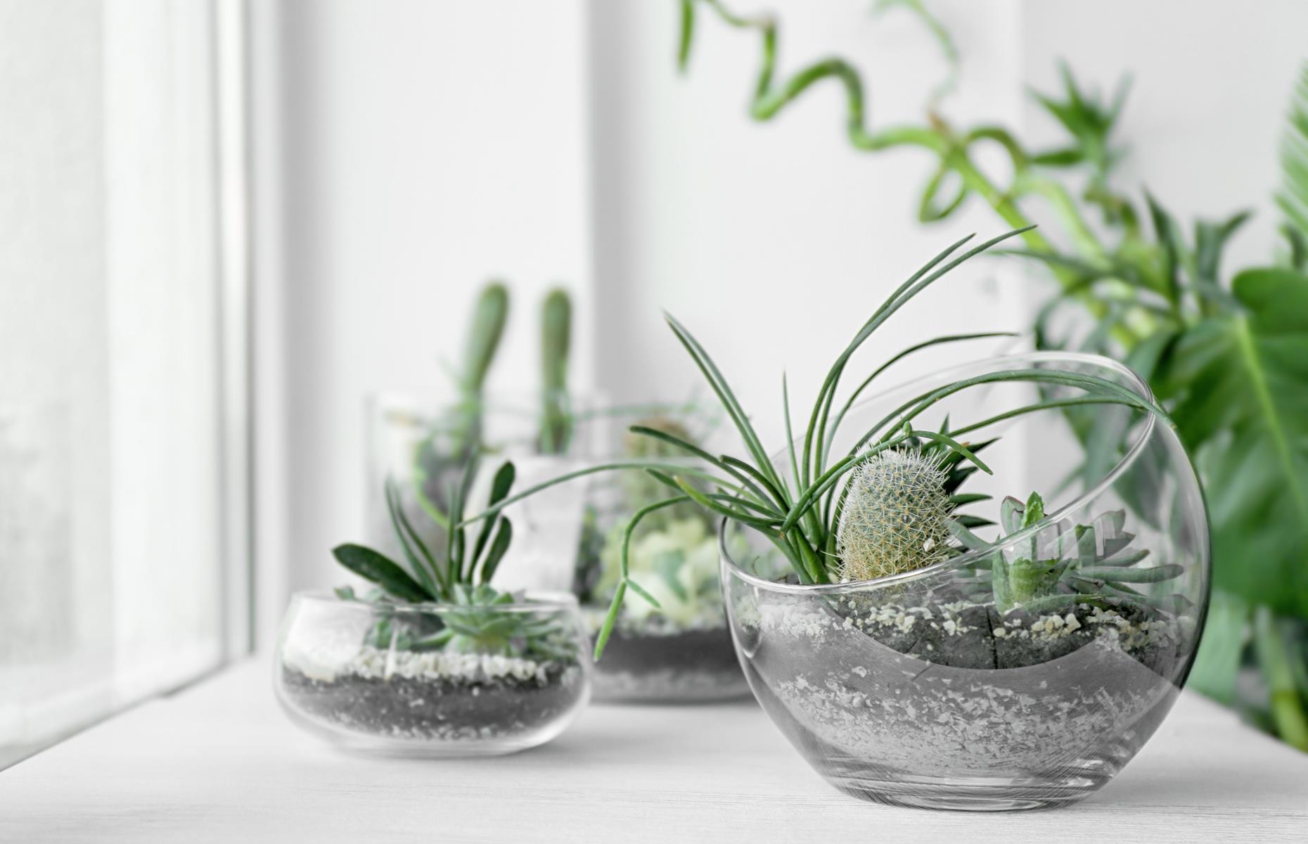 Dónde poner un cactus