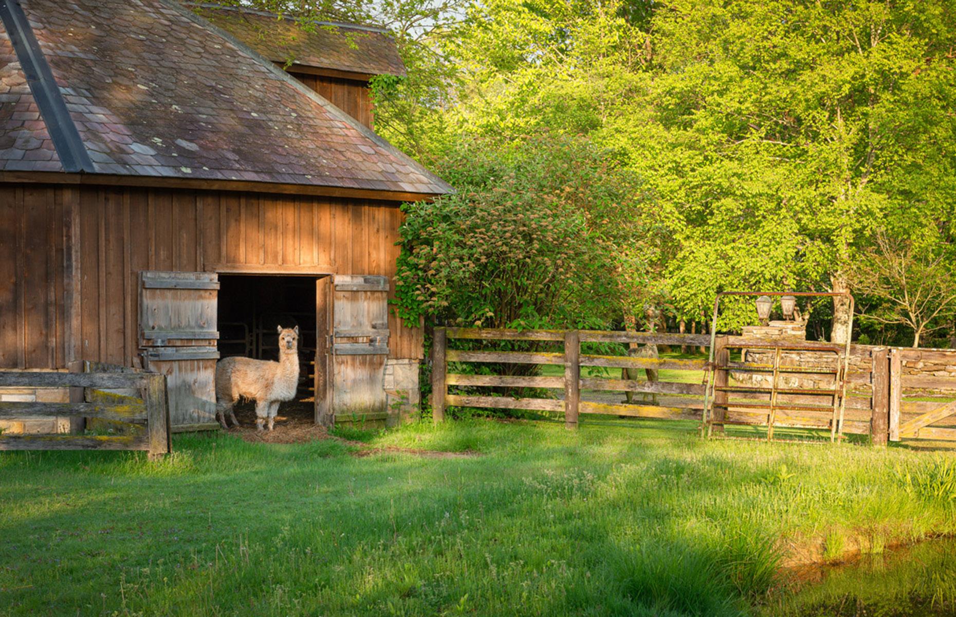 A space for animals 